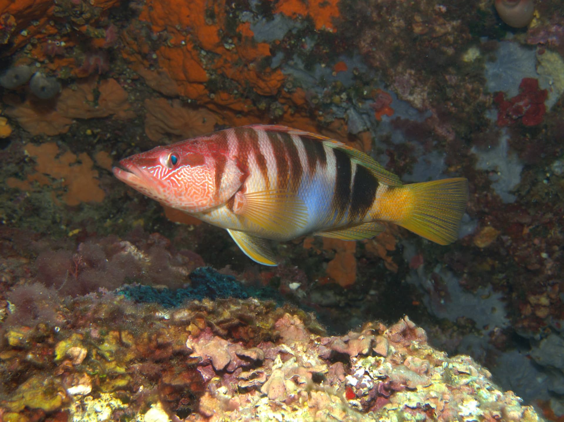Roca Muladera