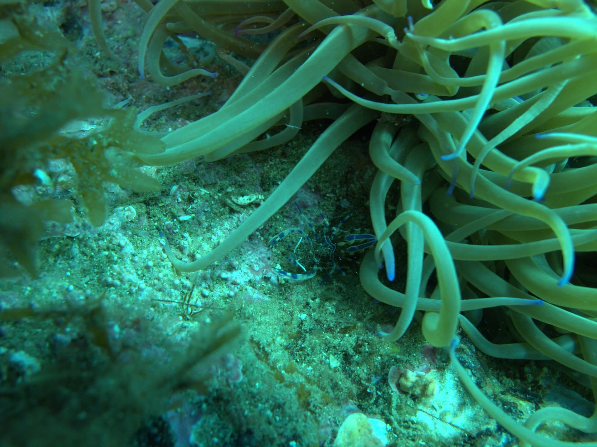 Sea anemone