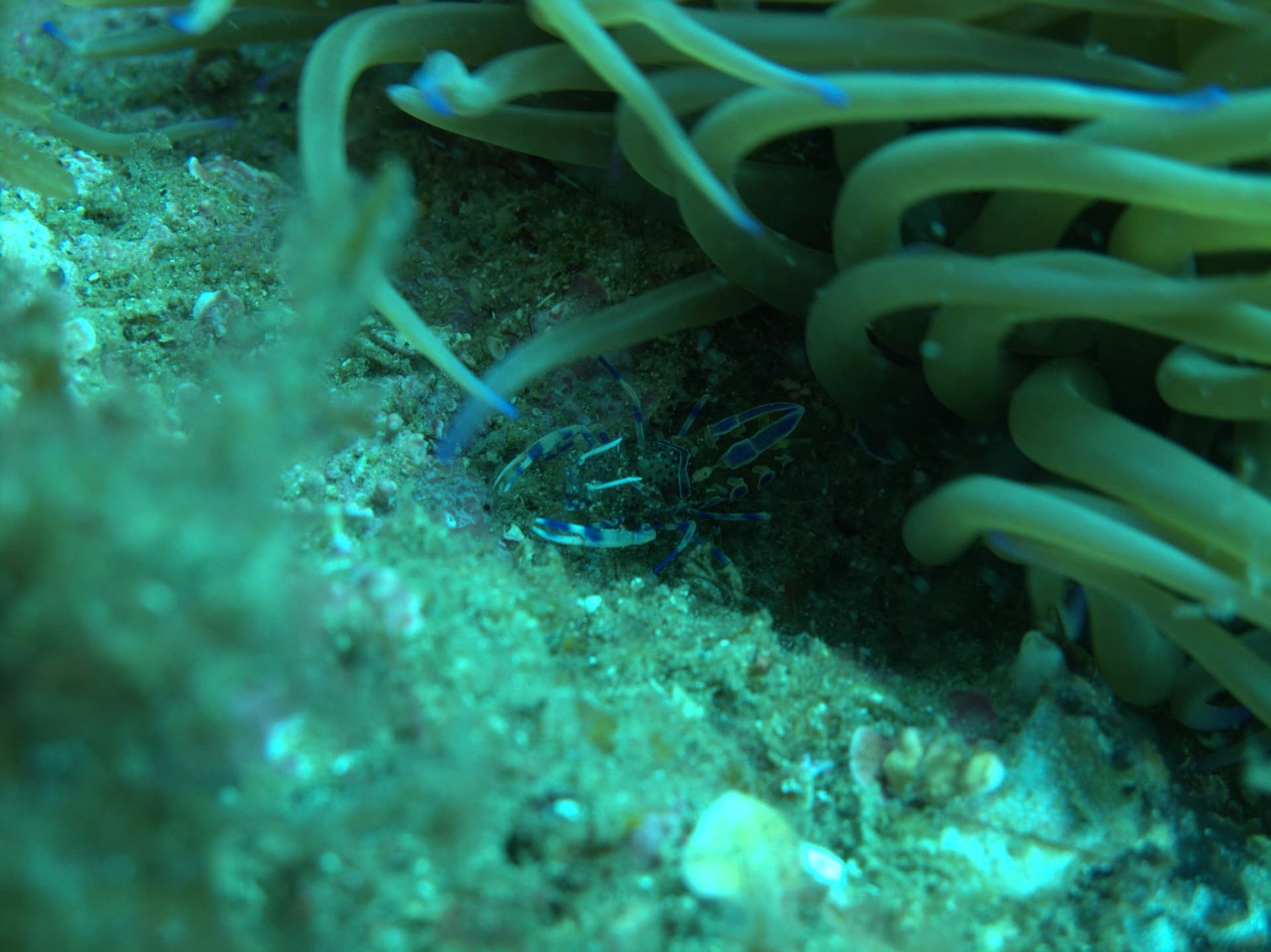 Sea anemone
