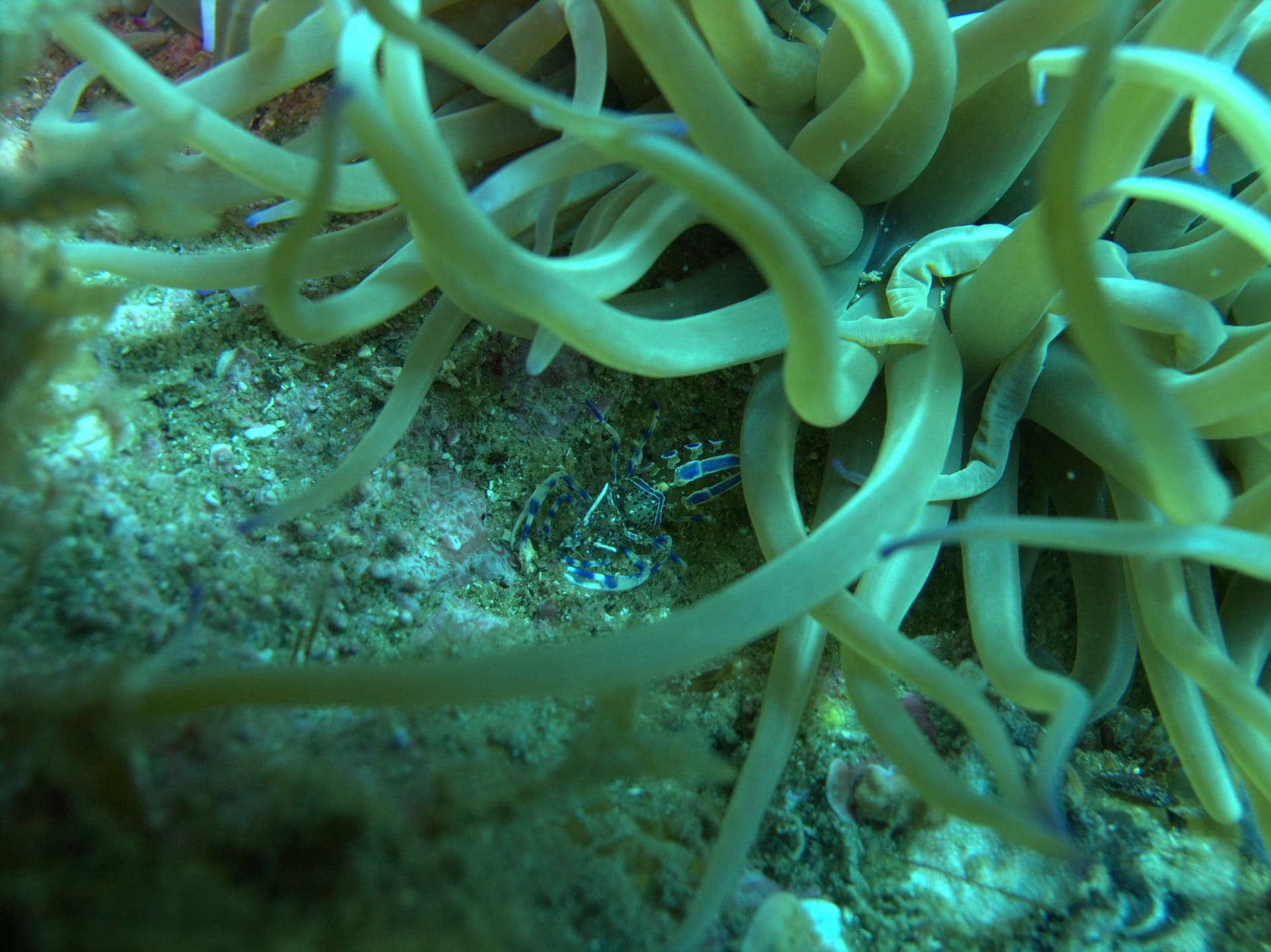 Sea anemone