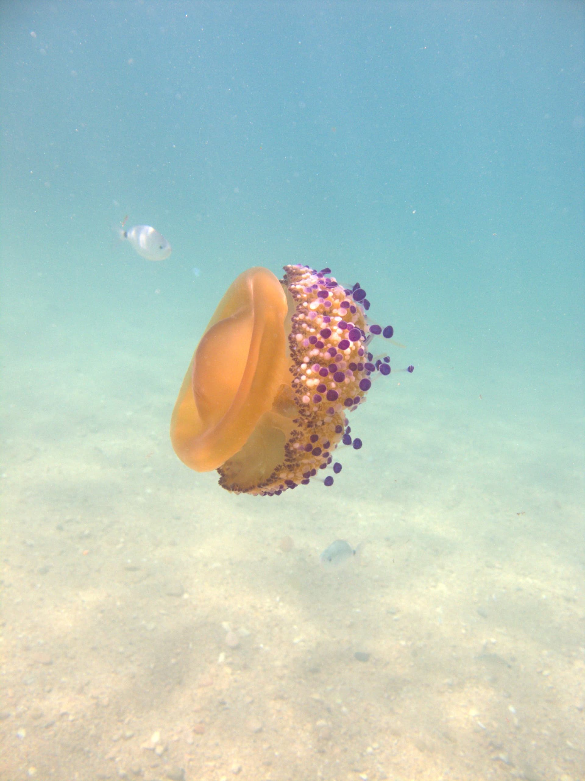 Fried egg jellyfish