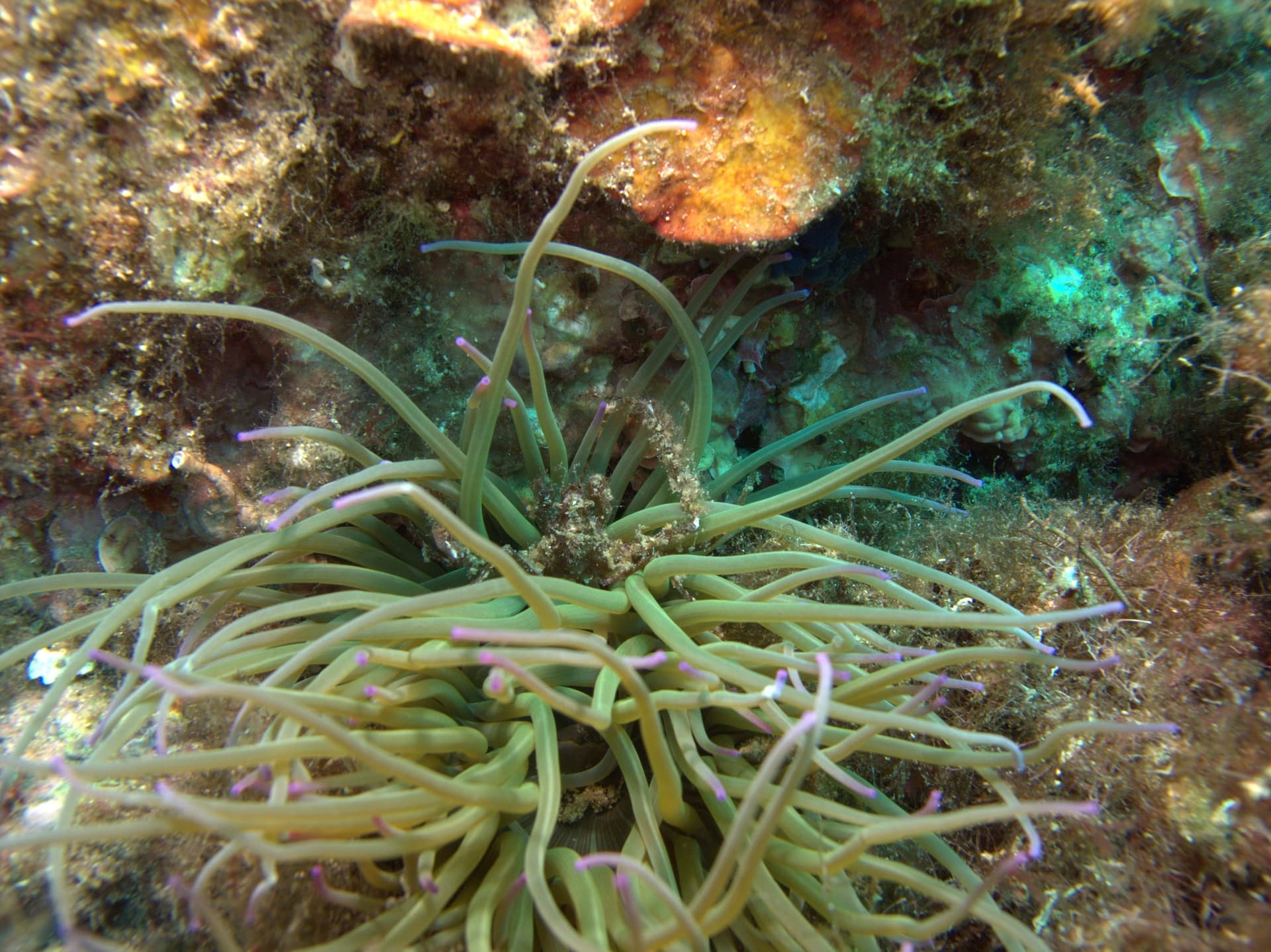 Leach's spider crab, Snakelocks anemone
