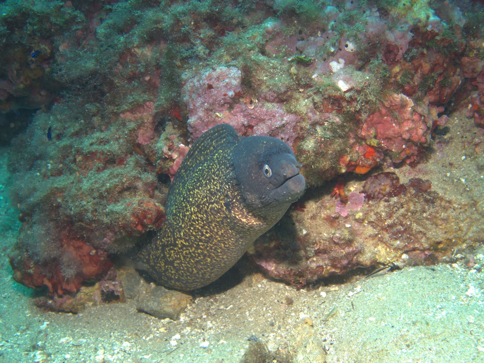 Mediterranean moray eel