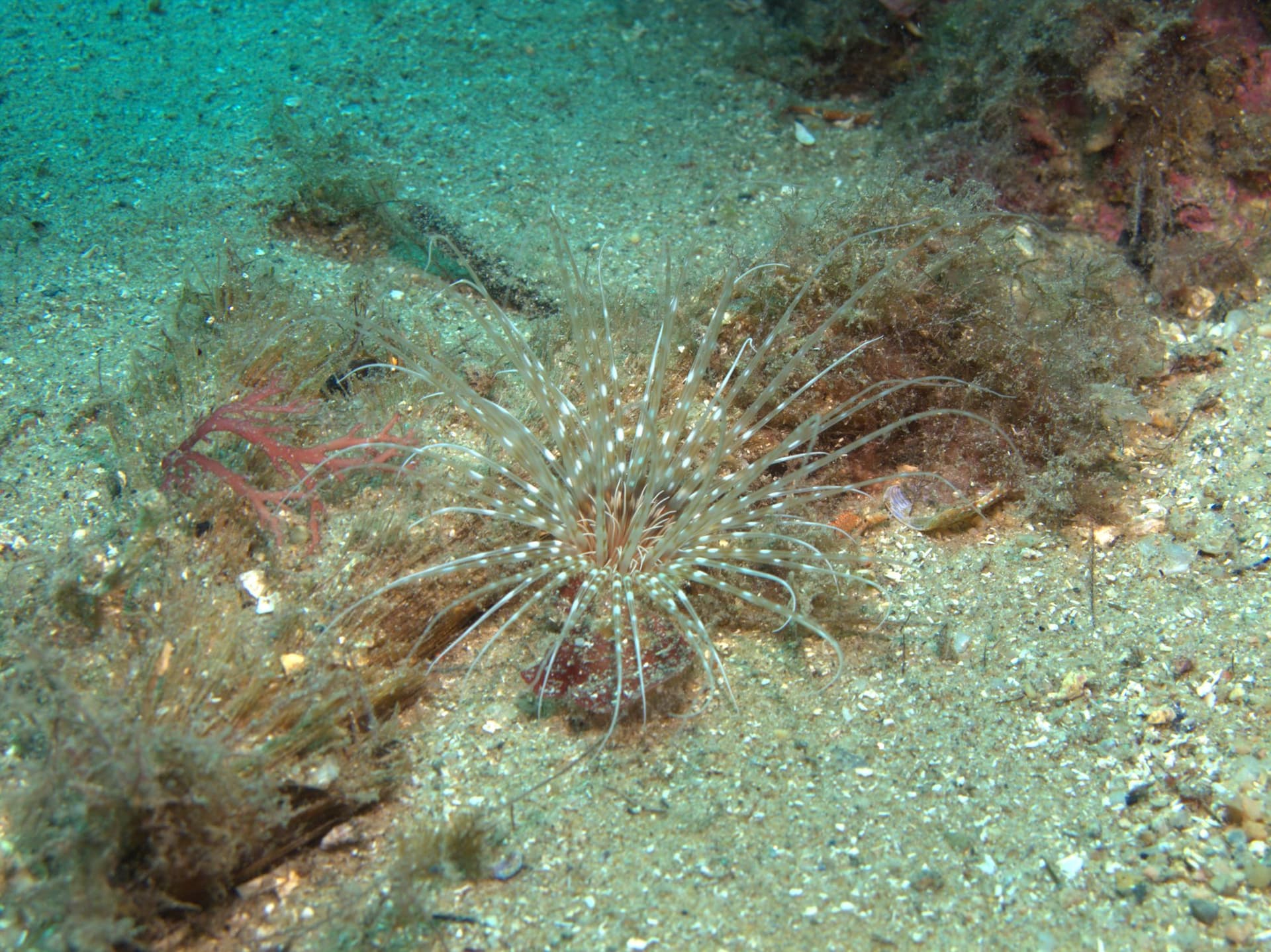 Tubeworm