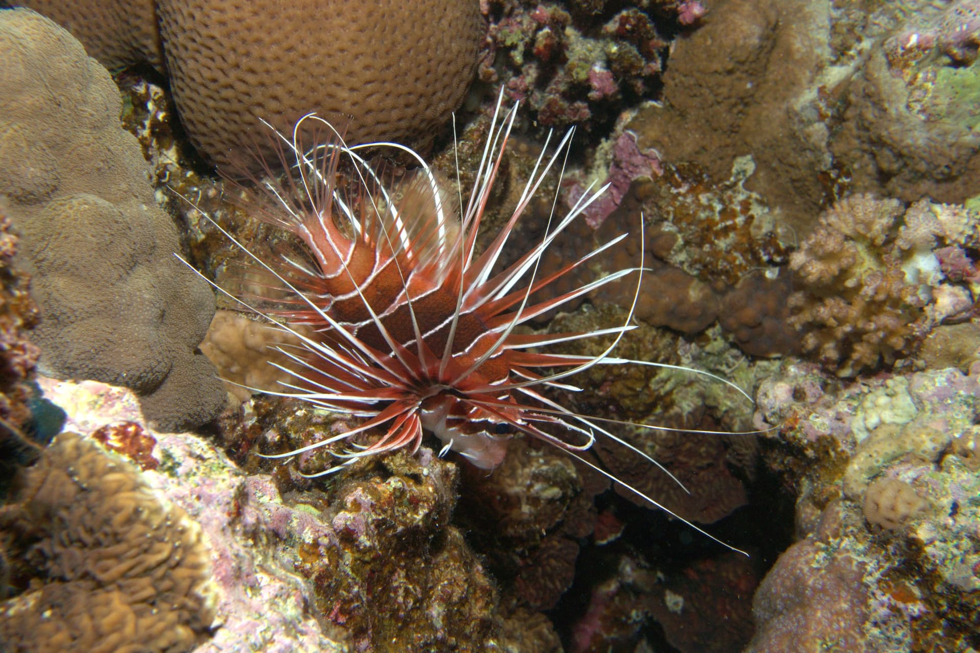 The Aquarium (Gota Abu Ramada)