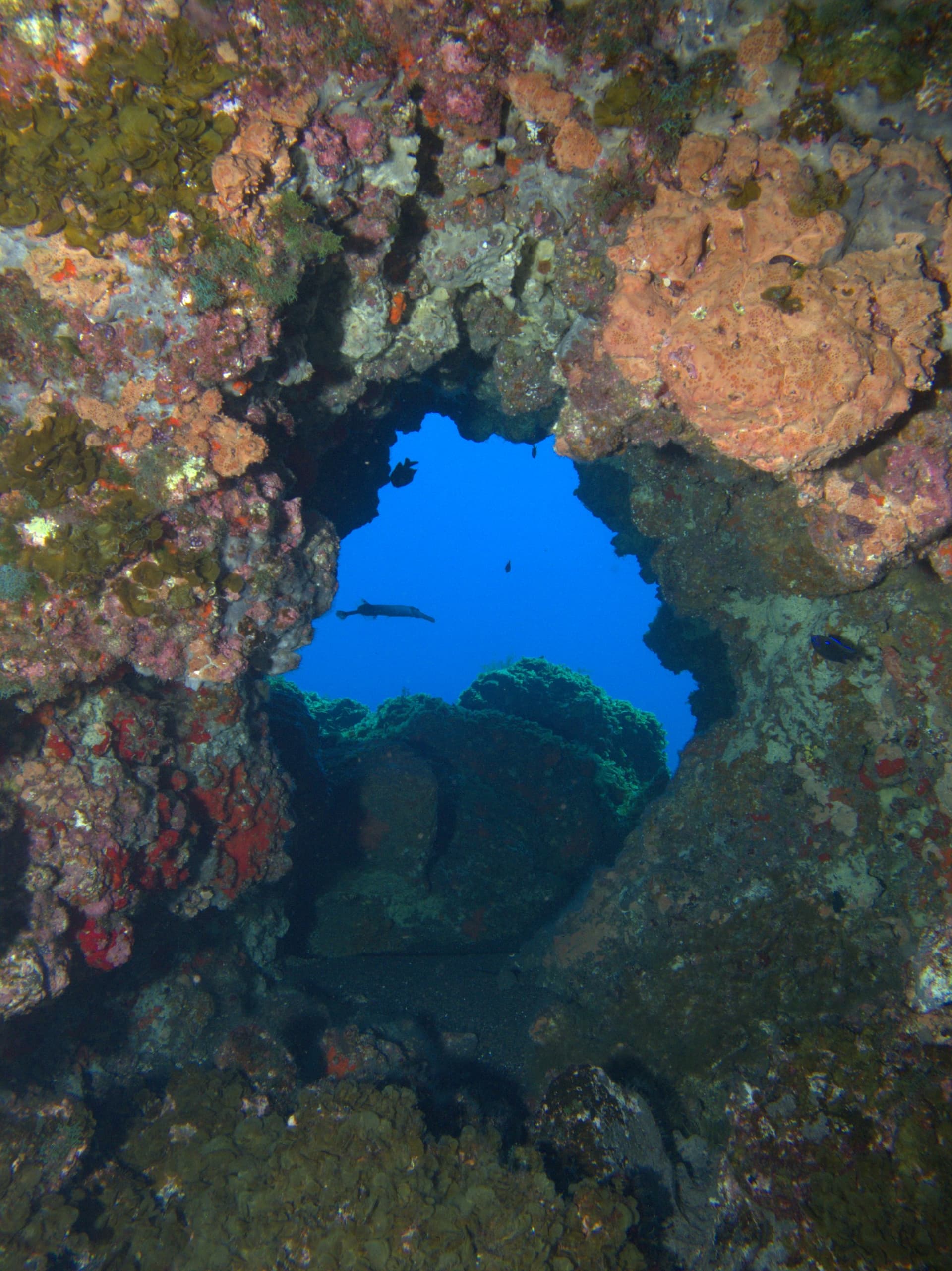 Cornetfish