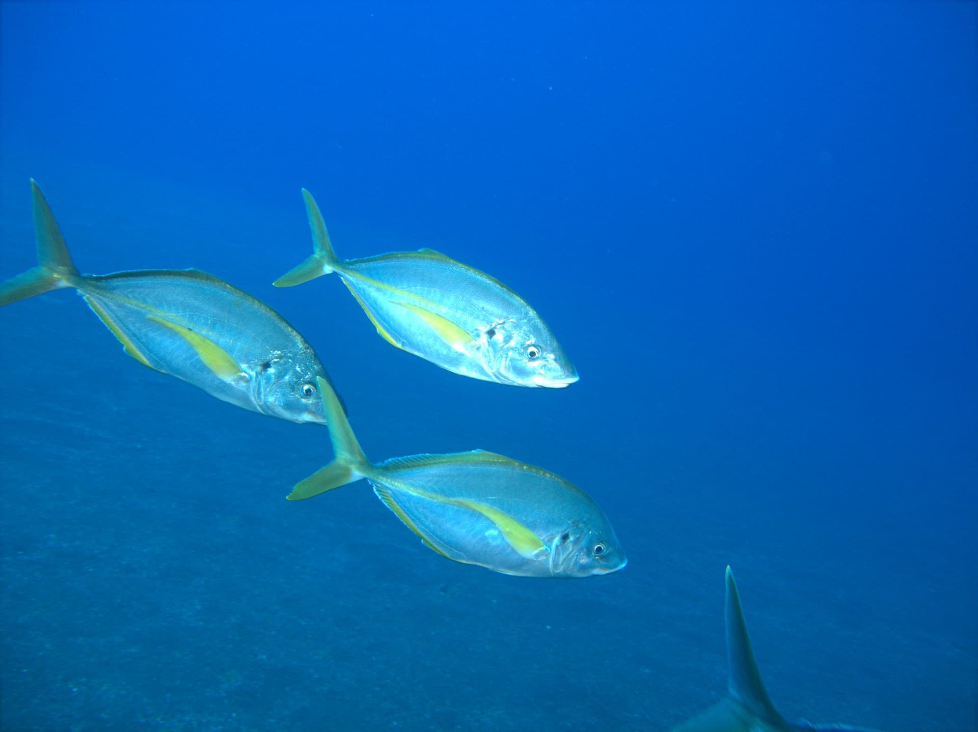 Baja Bocarones