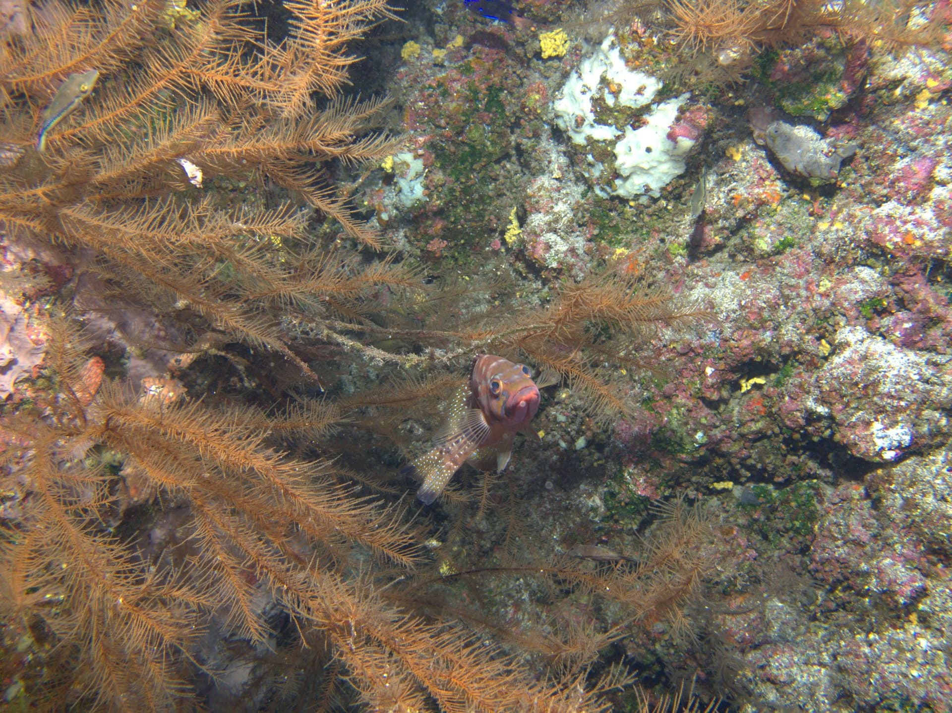 Comber, Macaronesian black coral