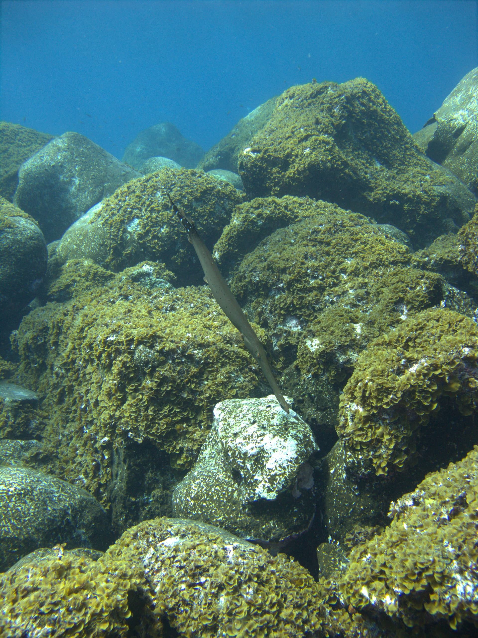 Cornetfish
