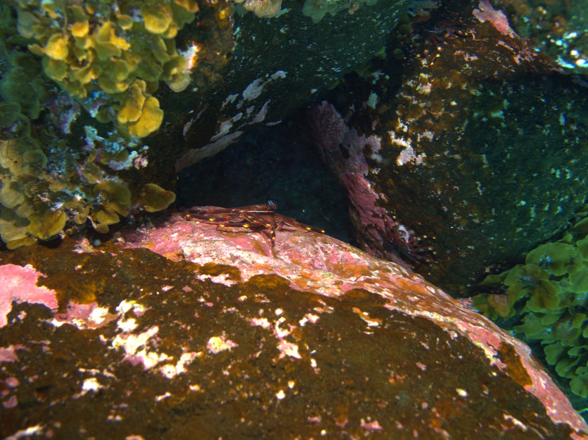 Crab