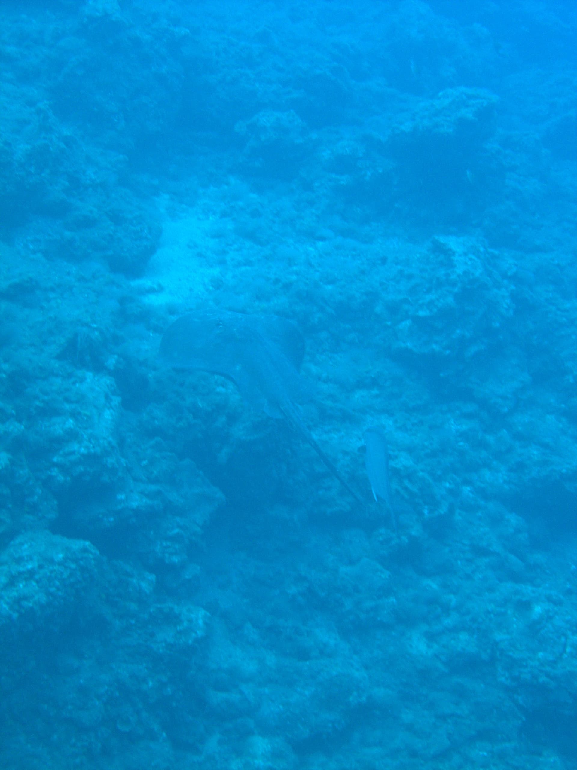 Common stingray