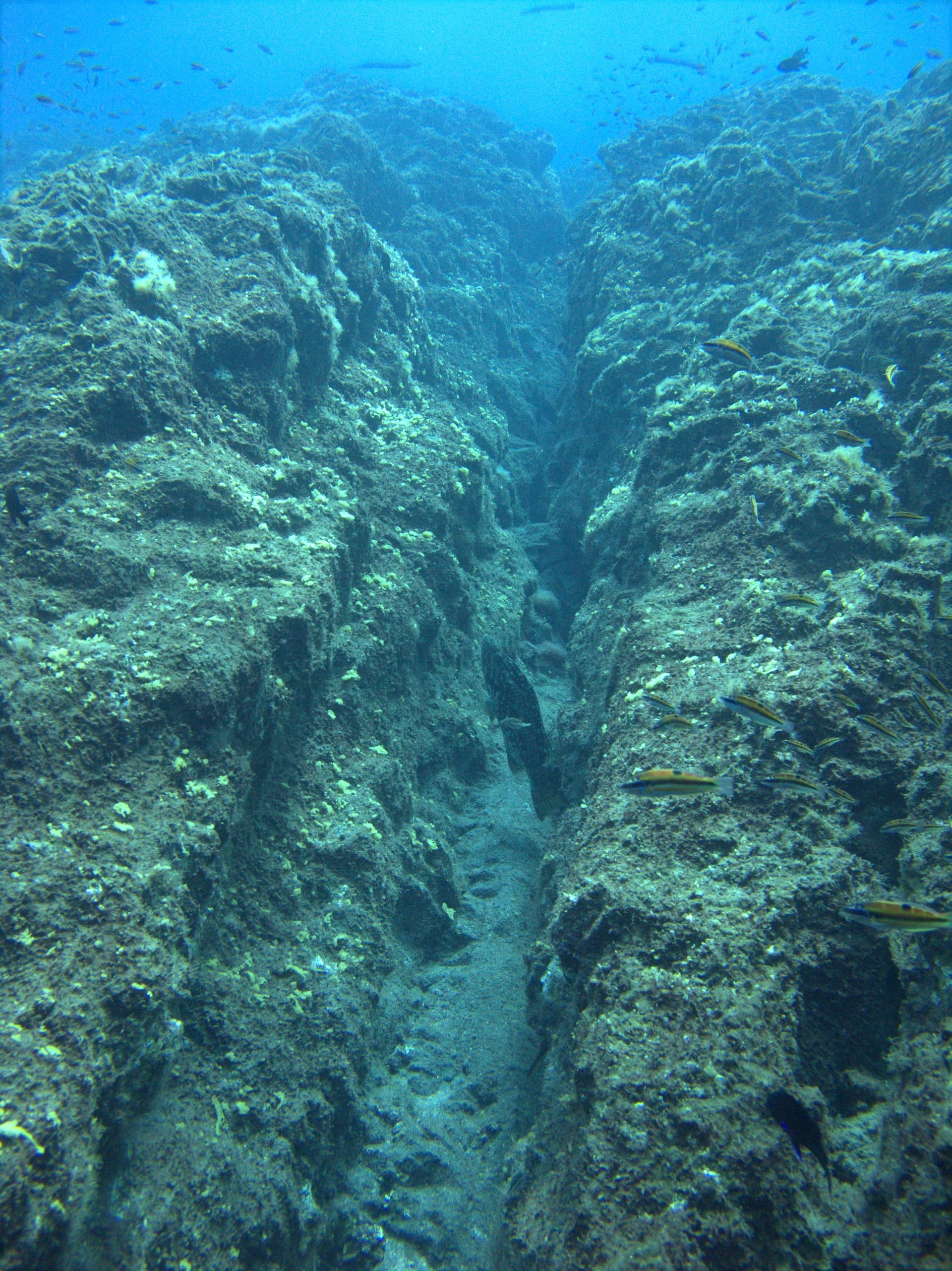 Island grouper