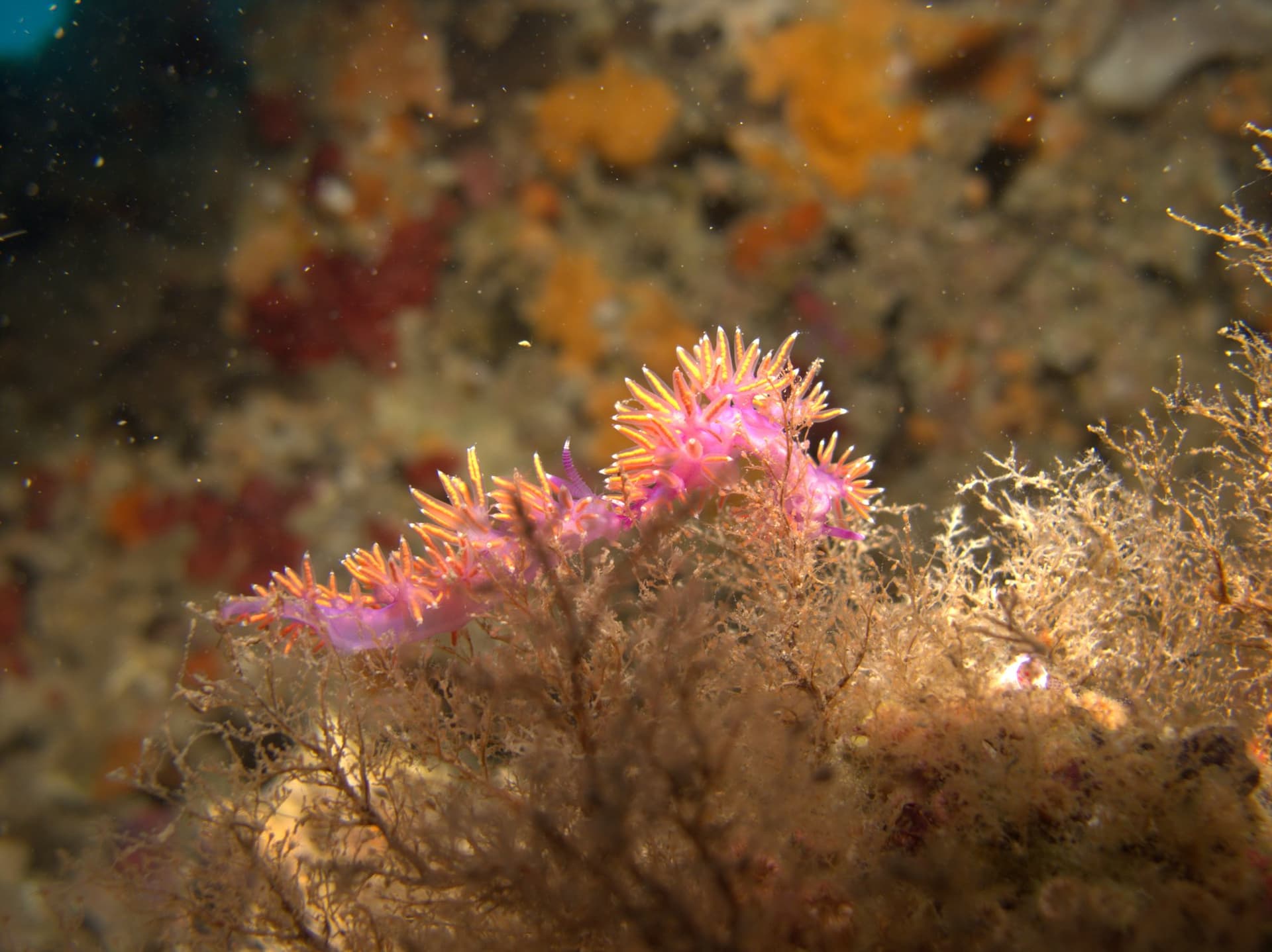 Paraflabellina ischitana