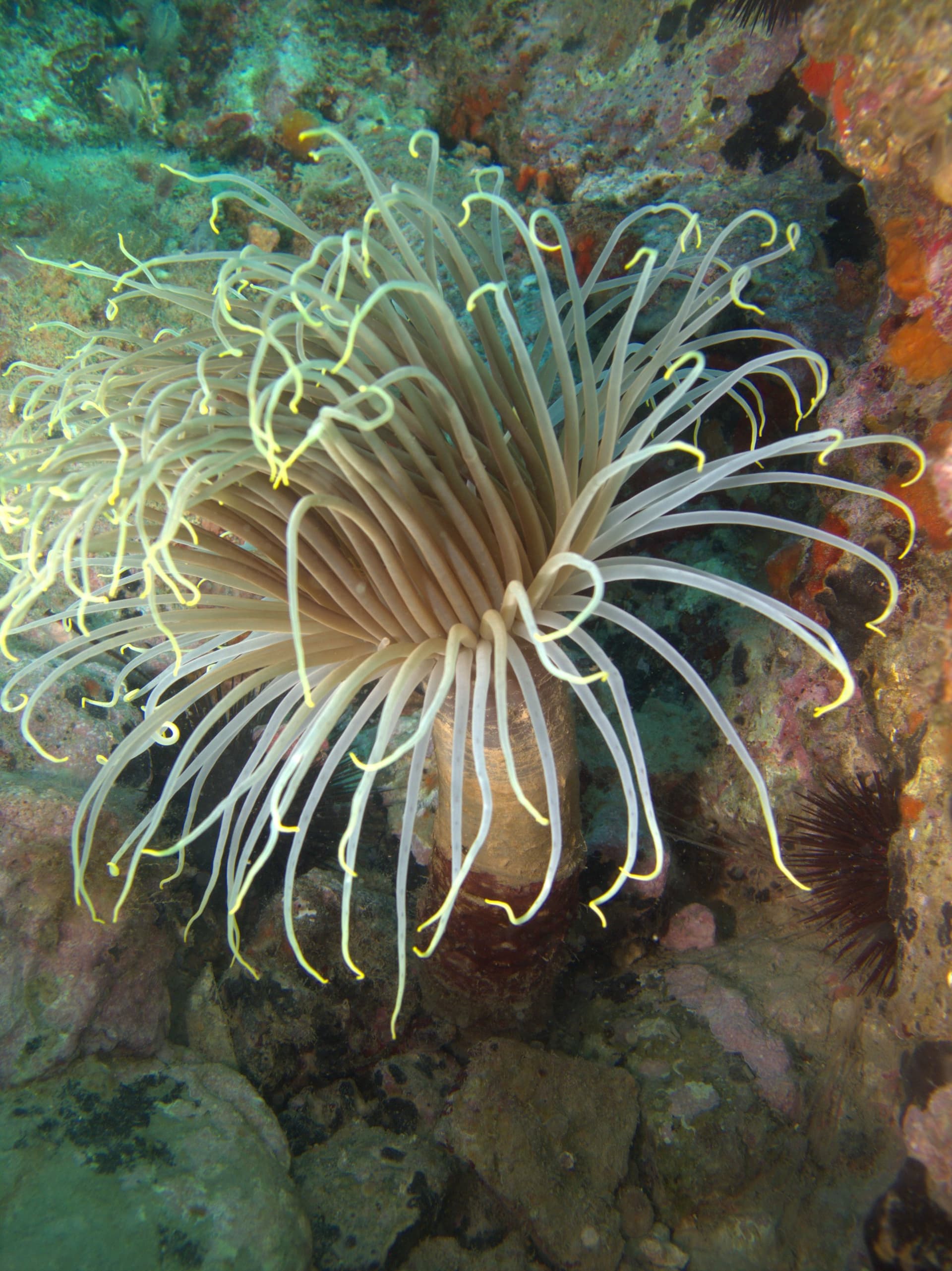 Cylinder anemone