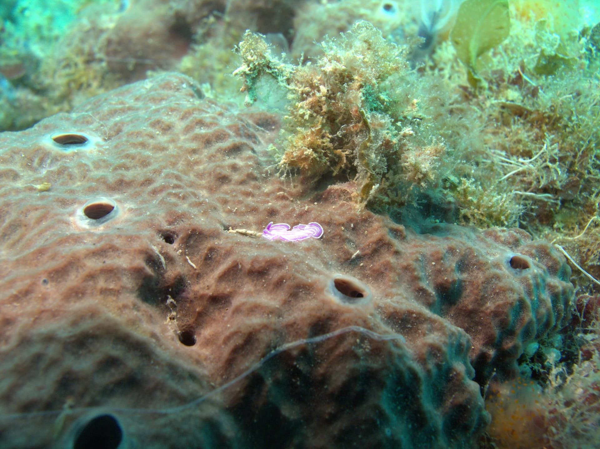 Prostheceraeus roseus