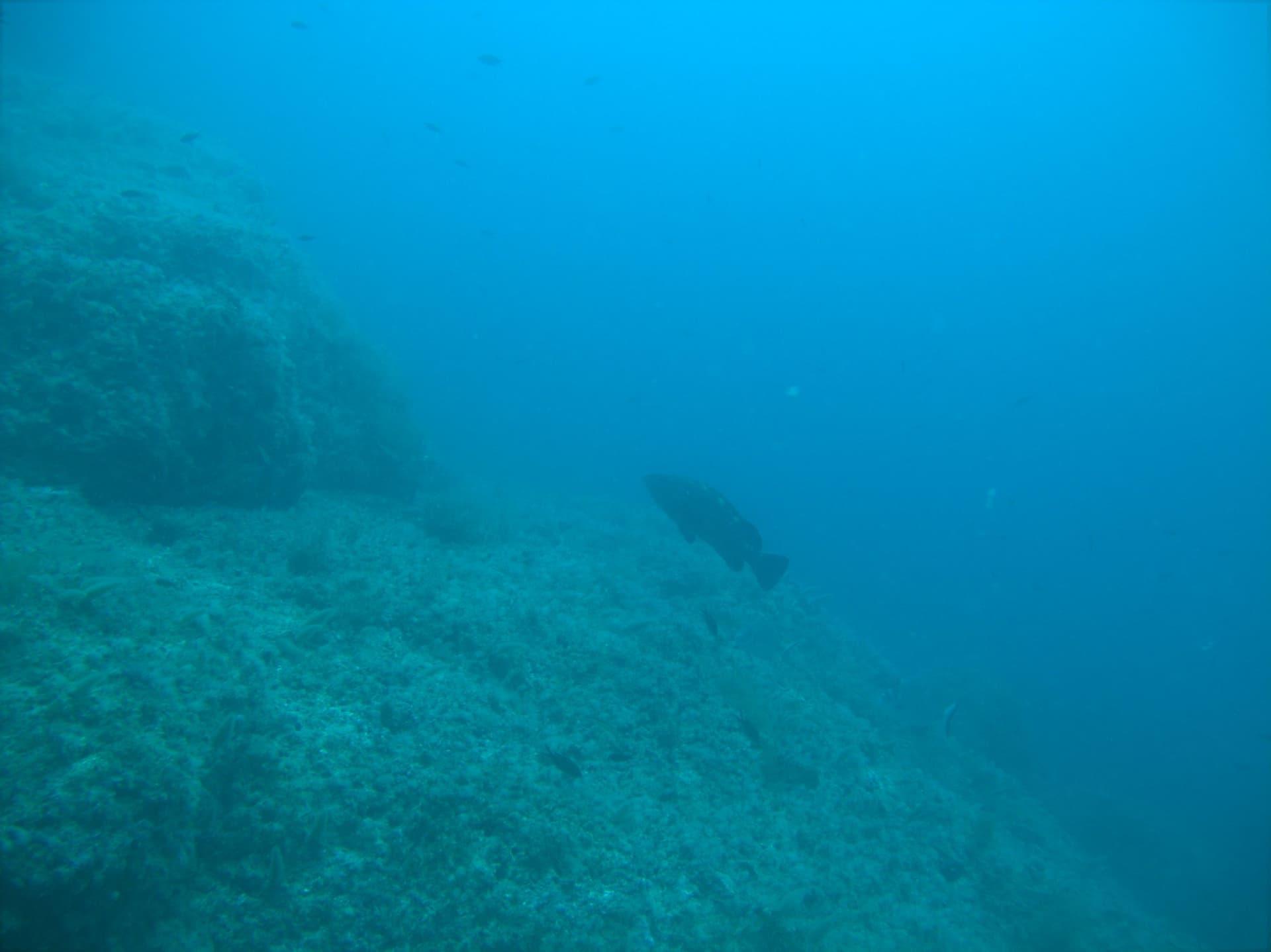 Dusky grouper