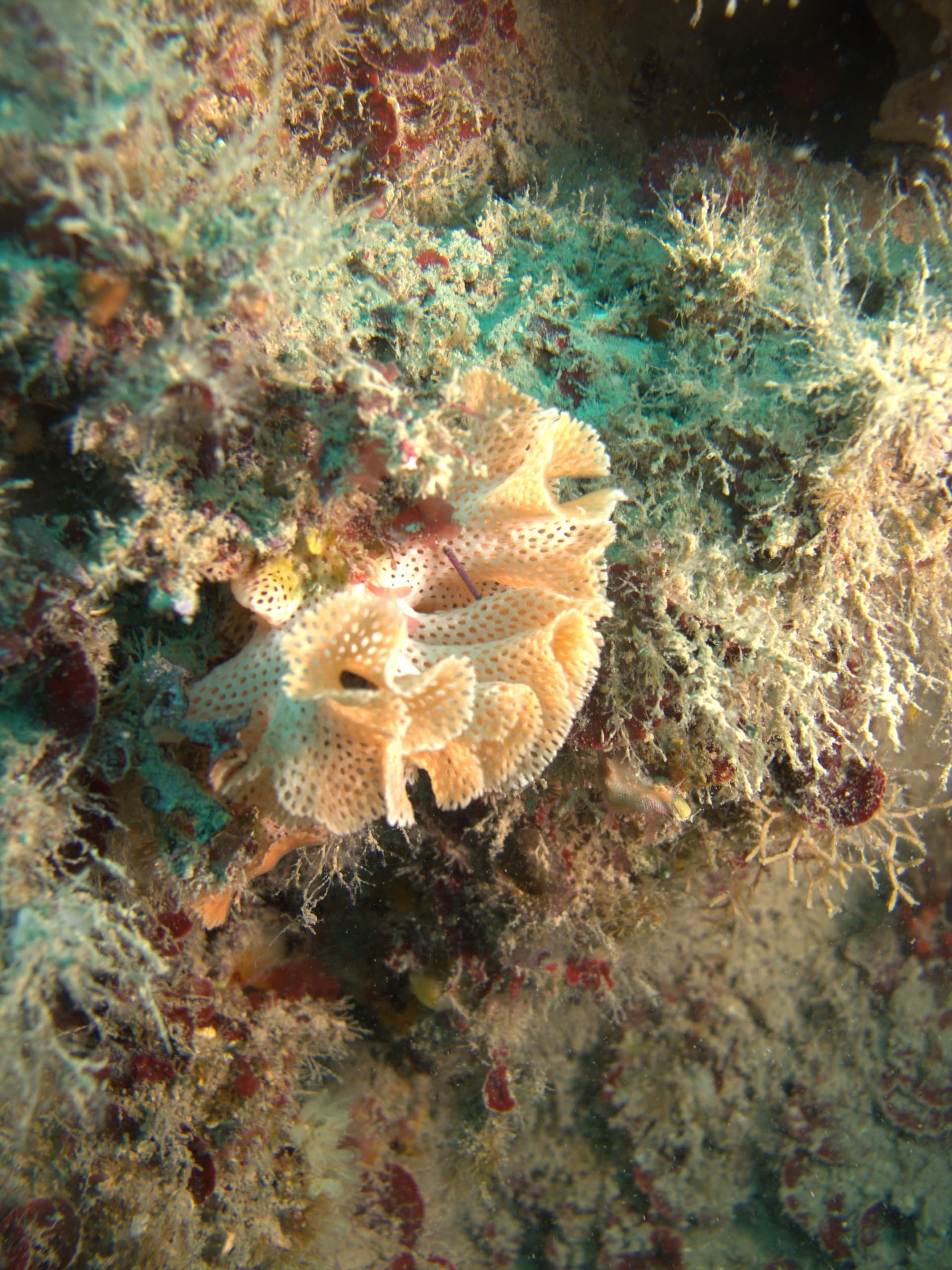 Neptunes' lace