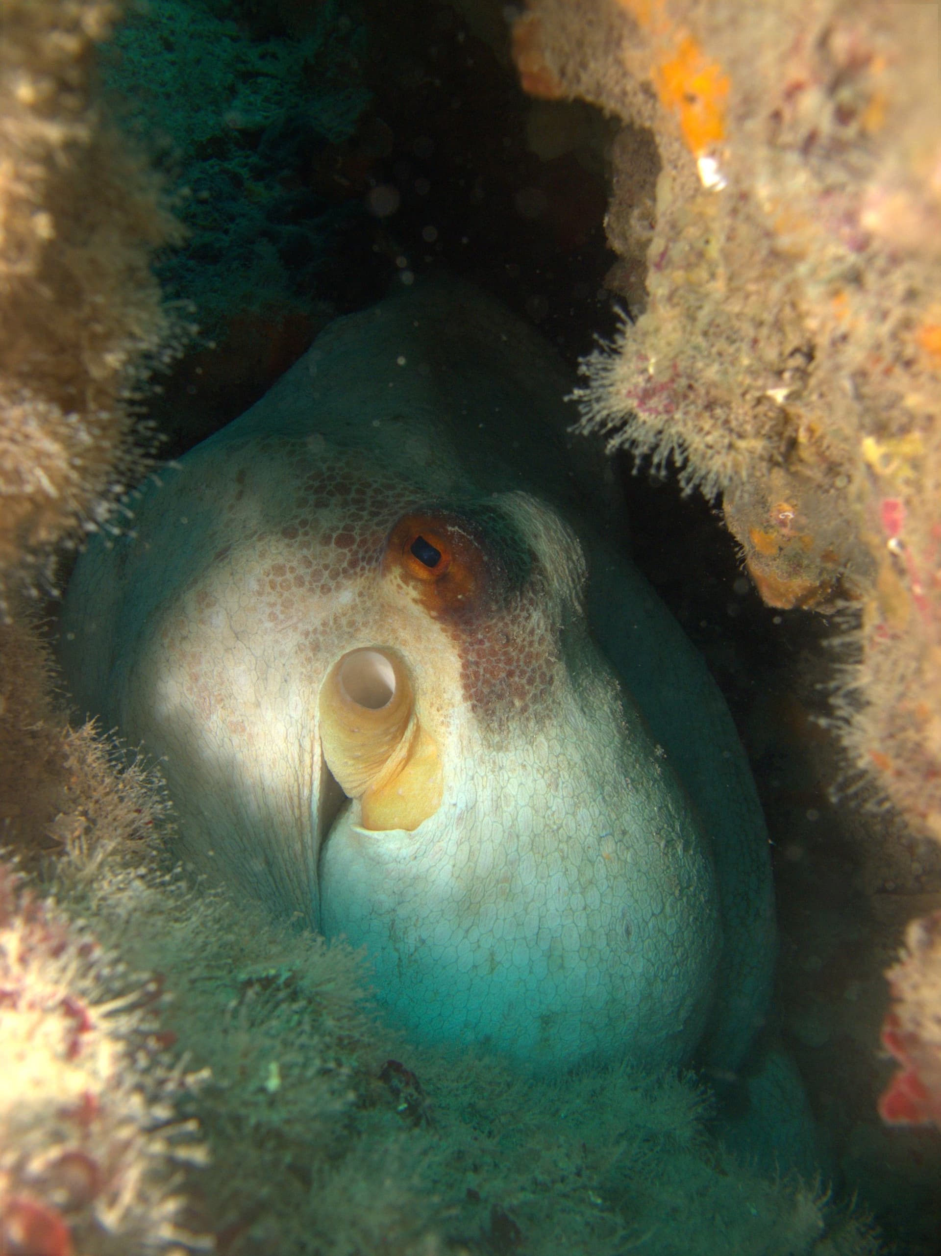 Common octopus