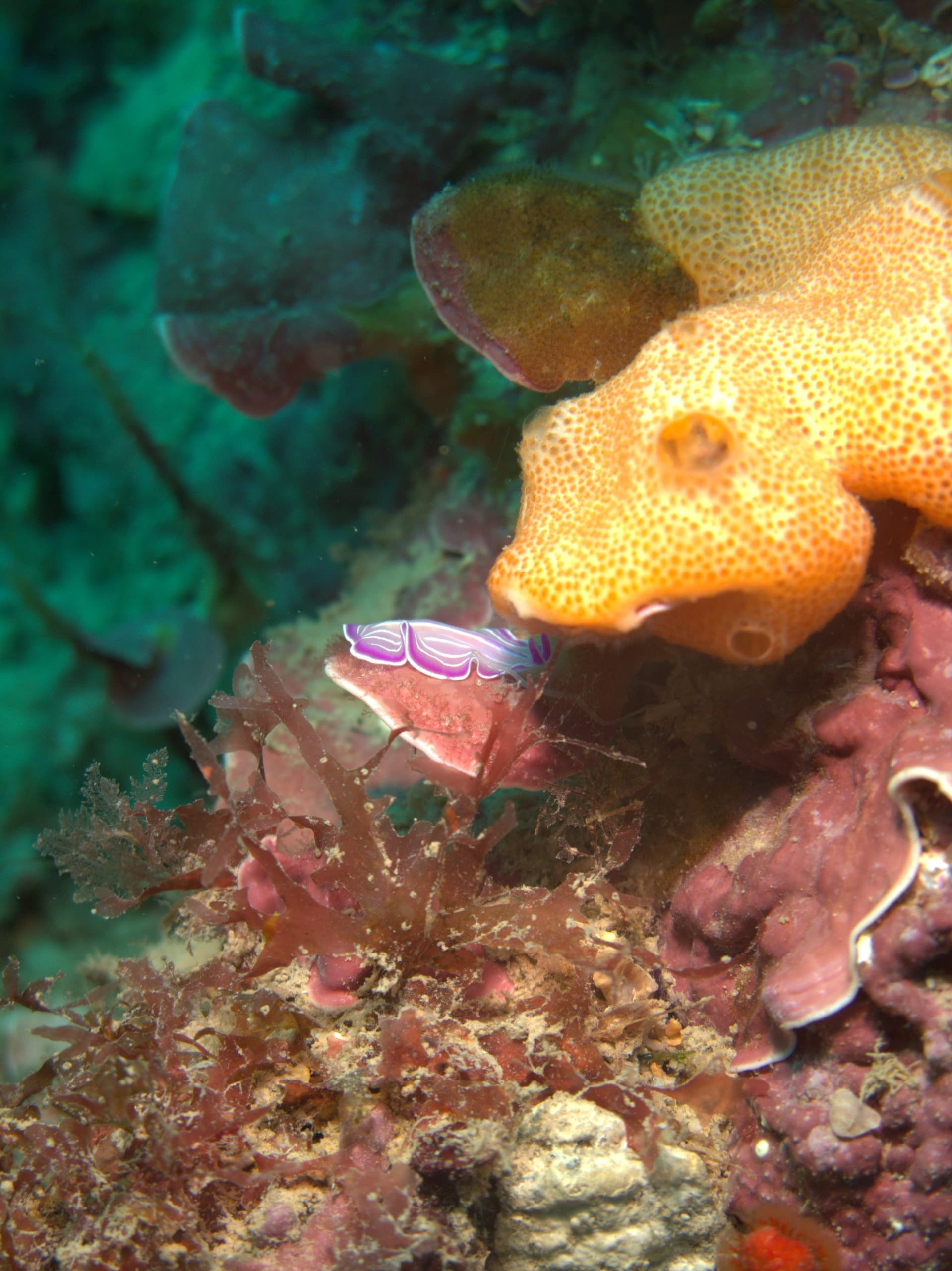 Prostheceraeus roseus