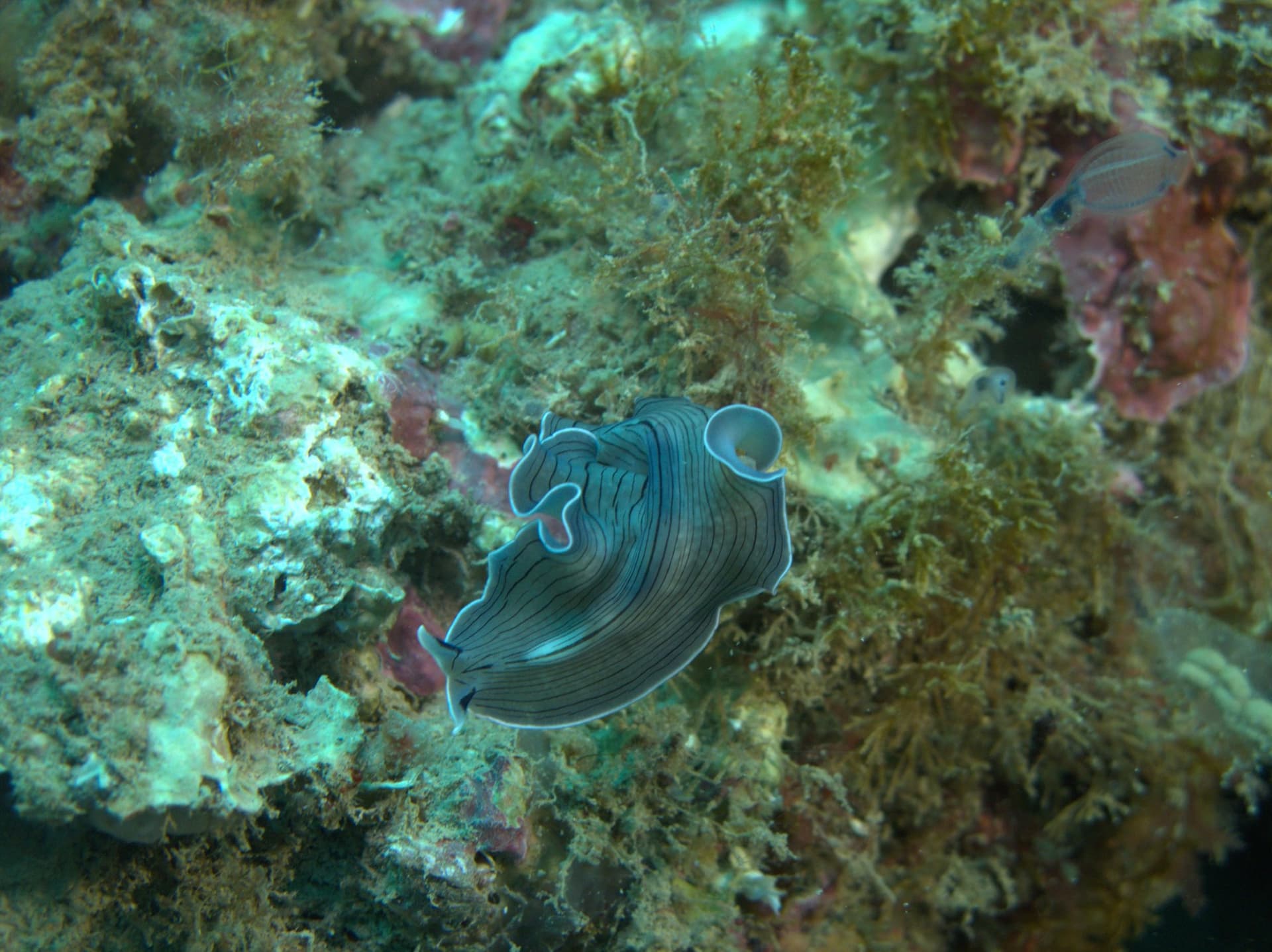 Candy-striped flatworm