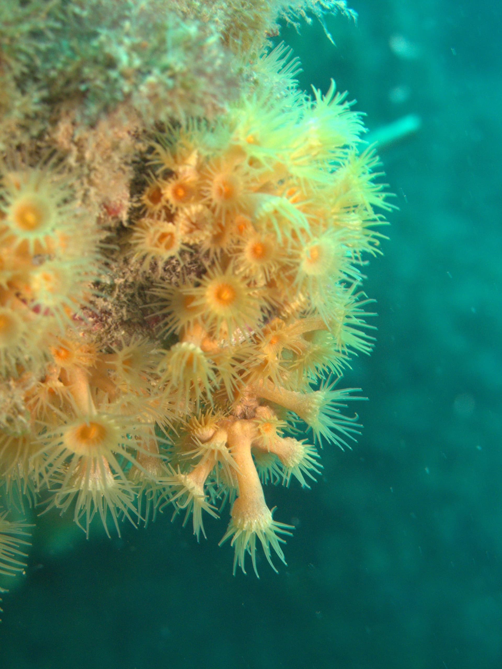 Orange coral