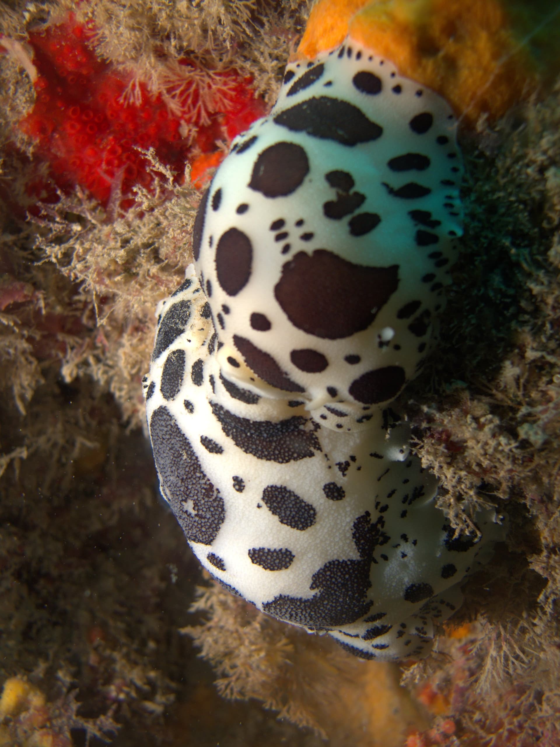 Spotted sea slug