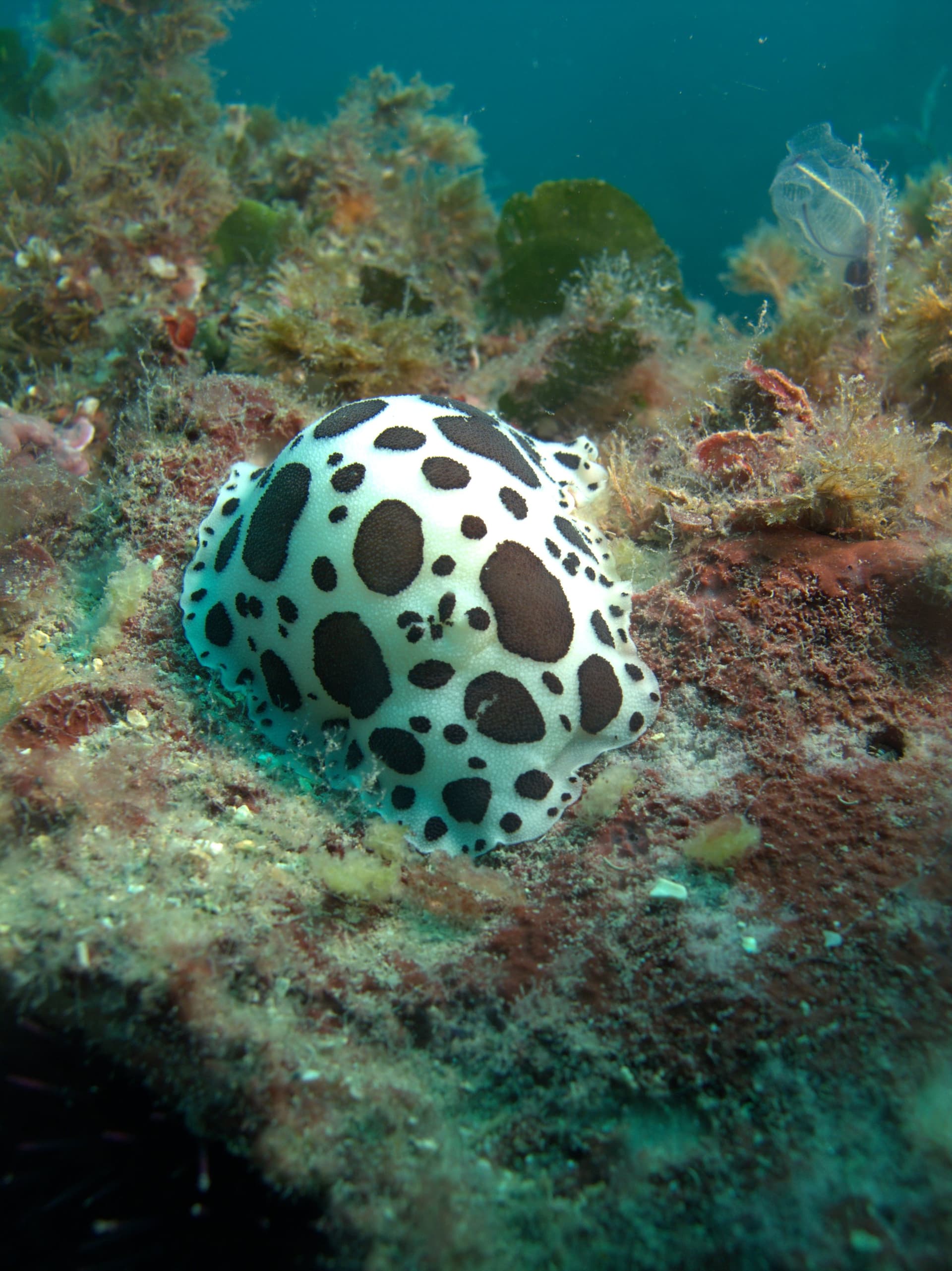 Spotted sea slug