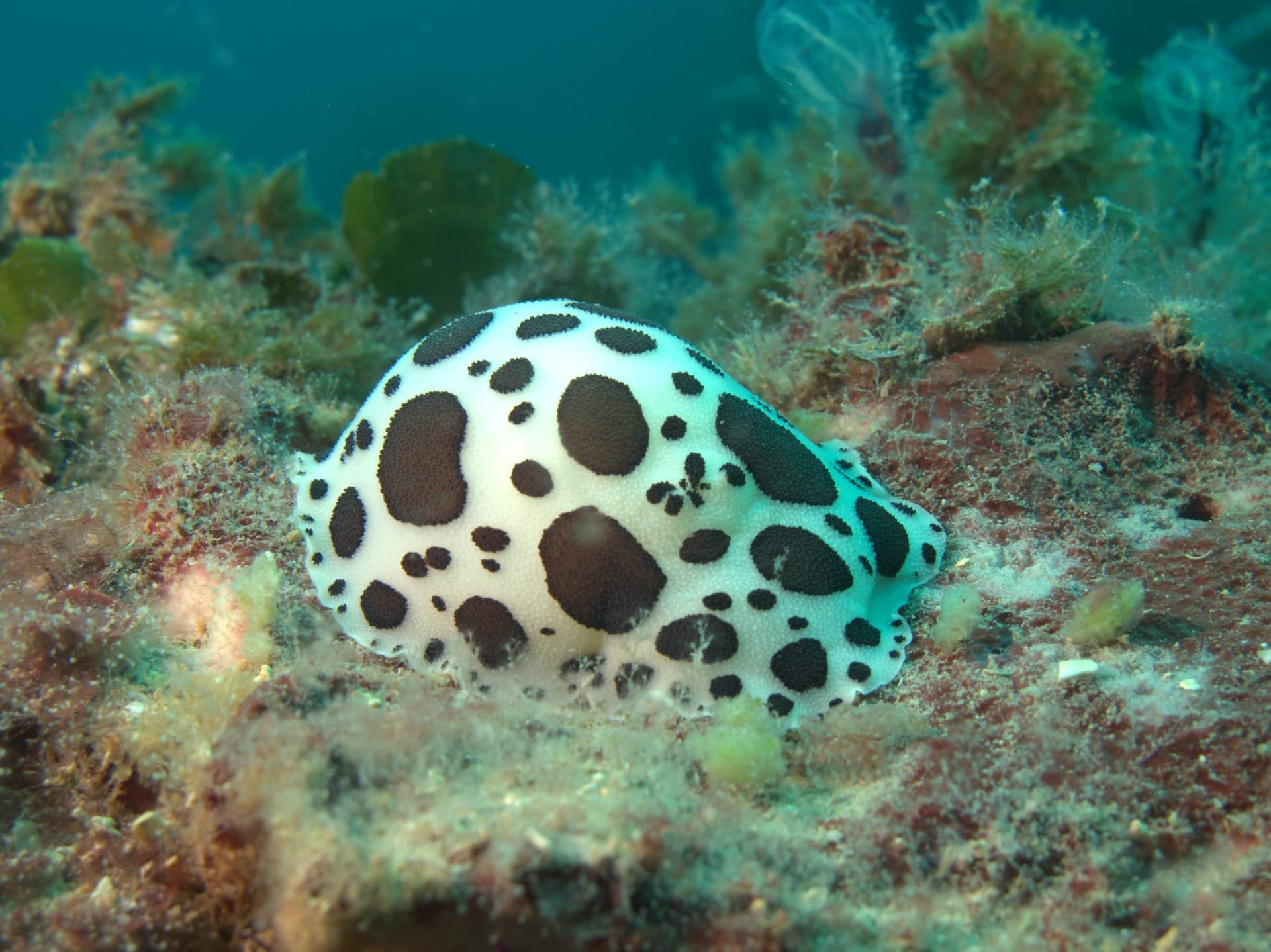 Spotted sea slug
