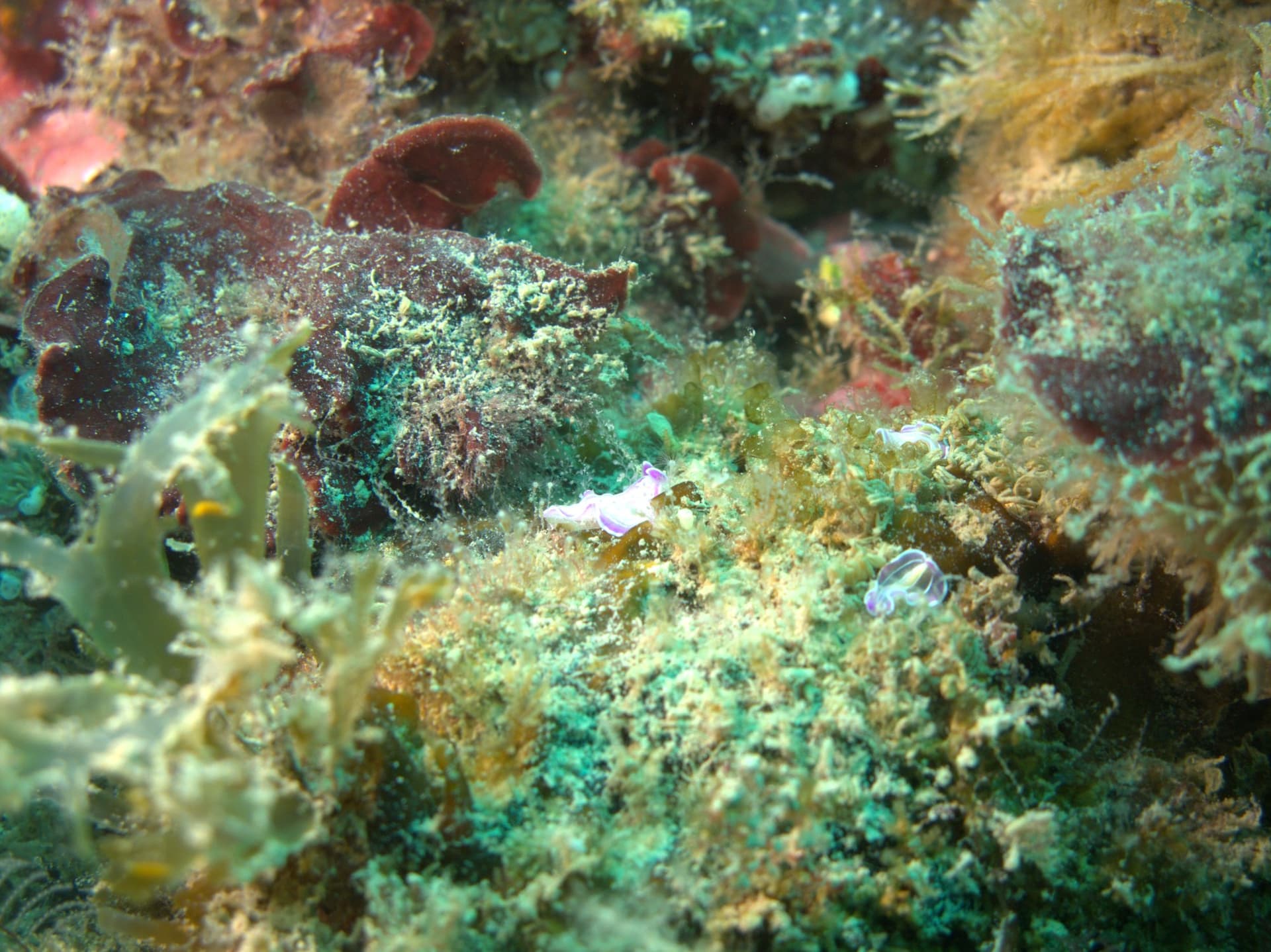 Prostheceraeus roseus