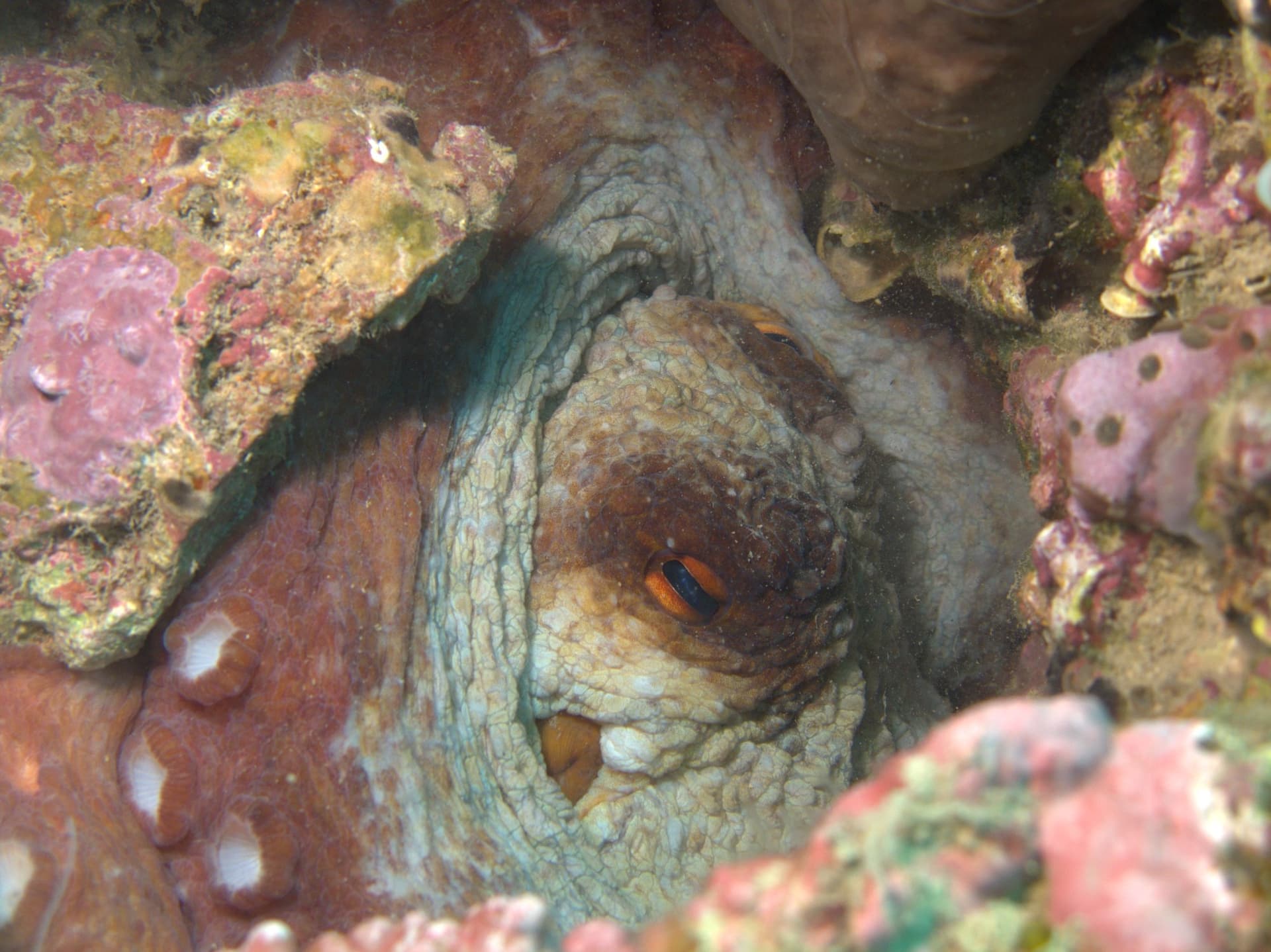 Common octopus
