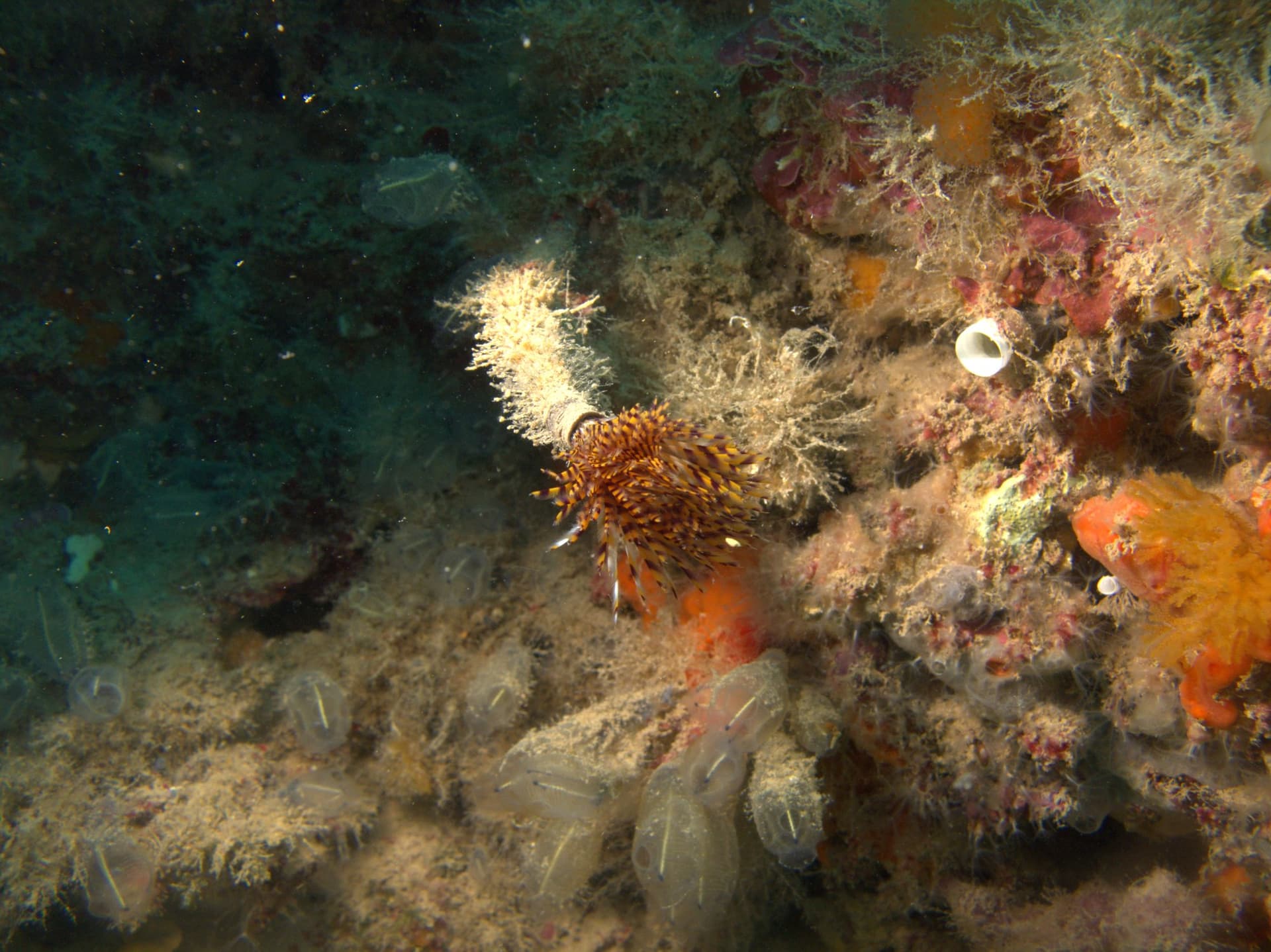 Mediterranean fanworm