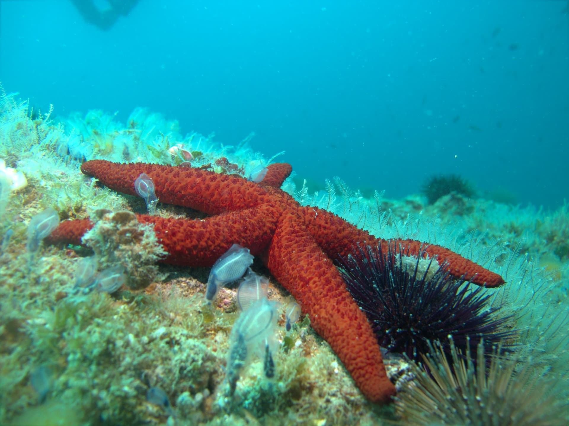 Red starfish
