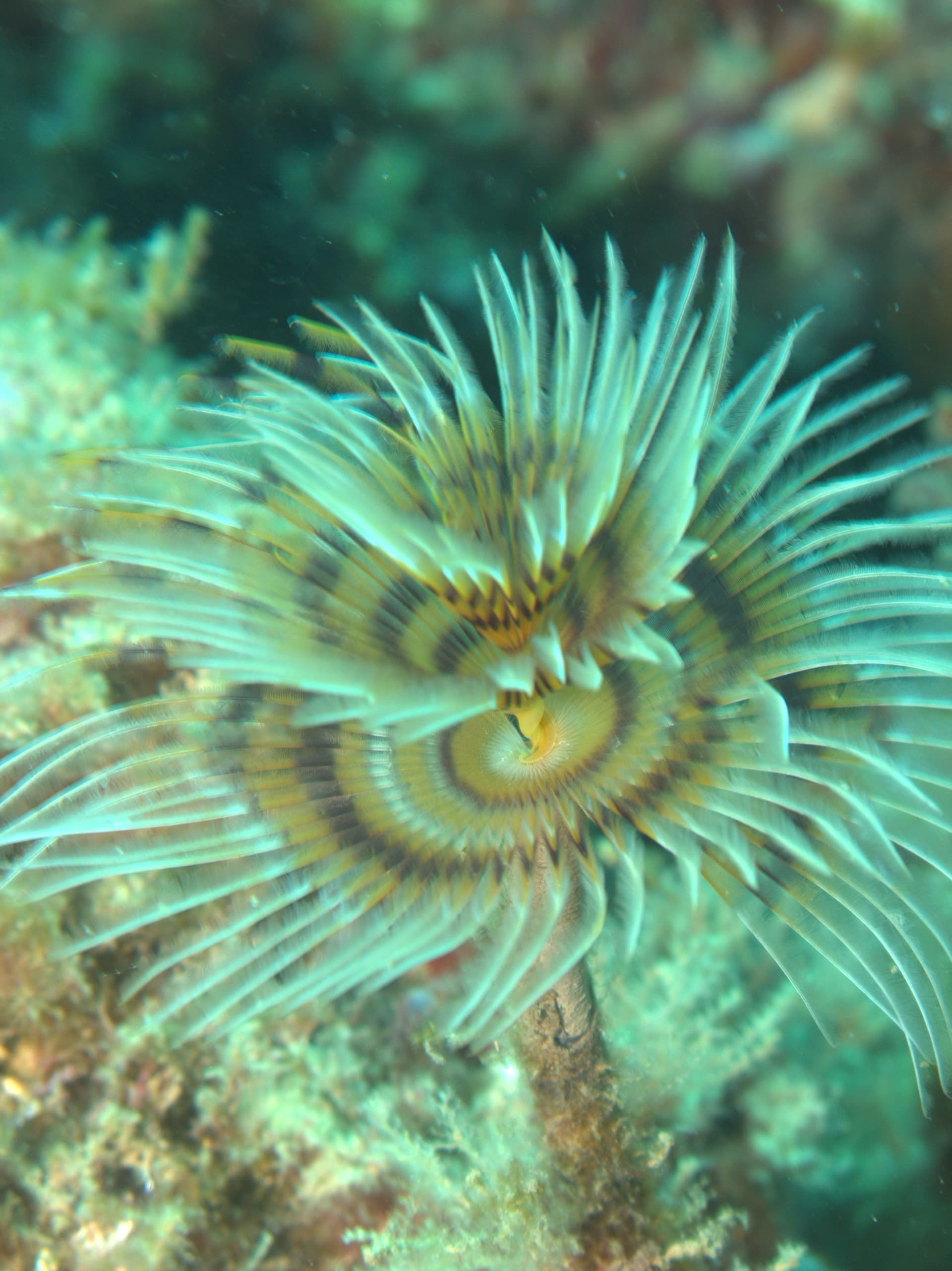 Mediterranean fanworm