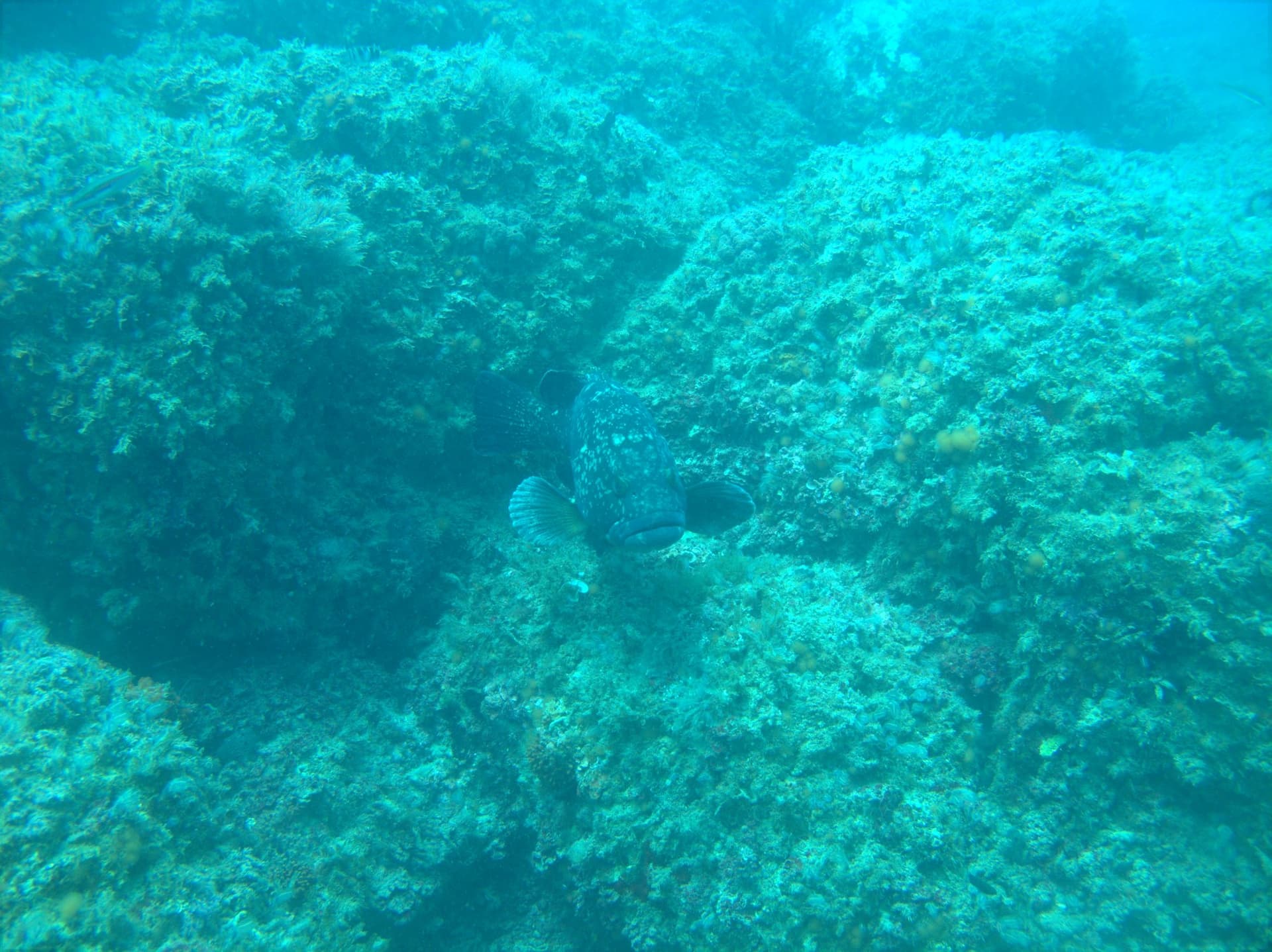 Dusky grouper
