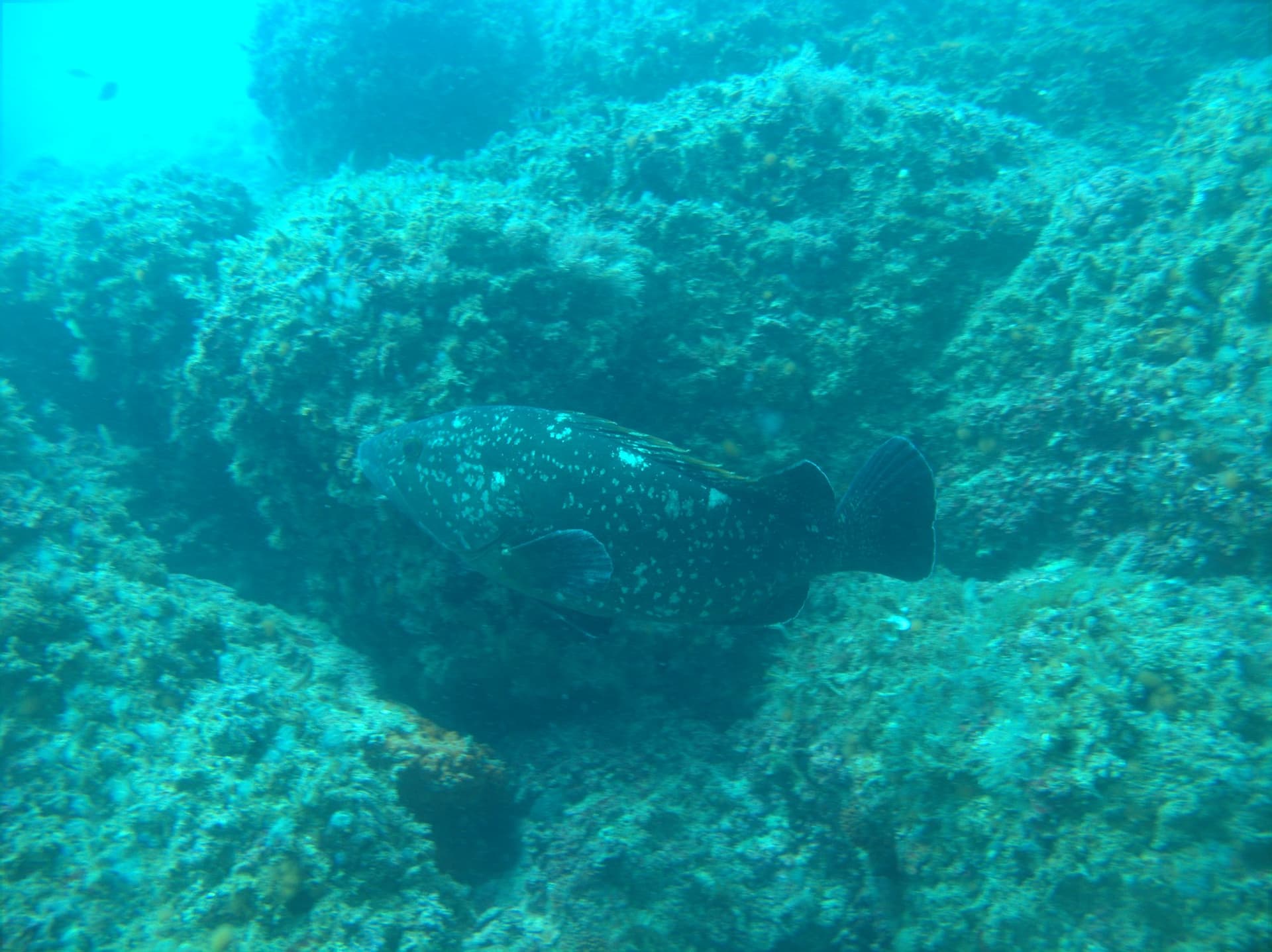 Dusky grouper