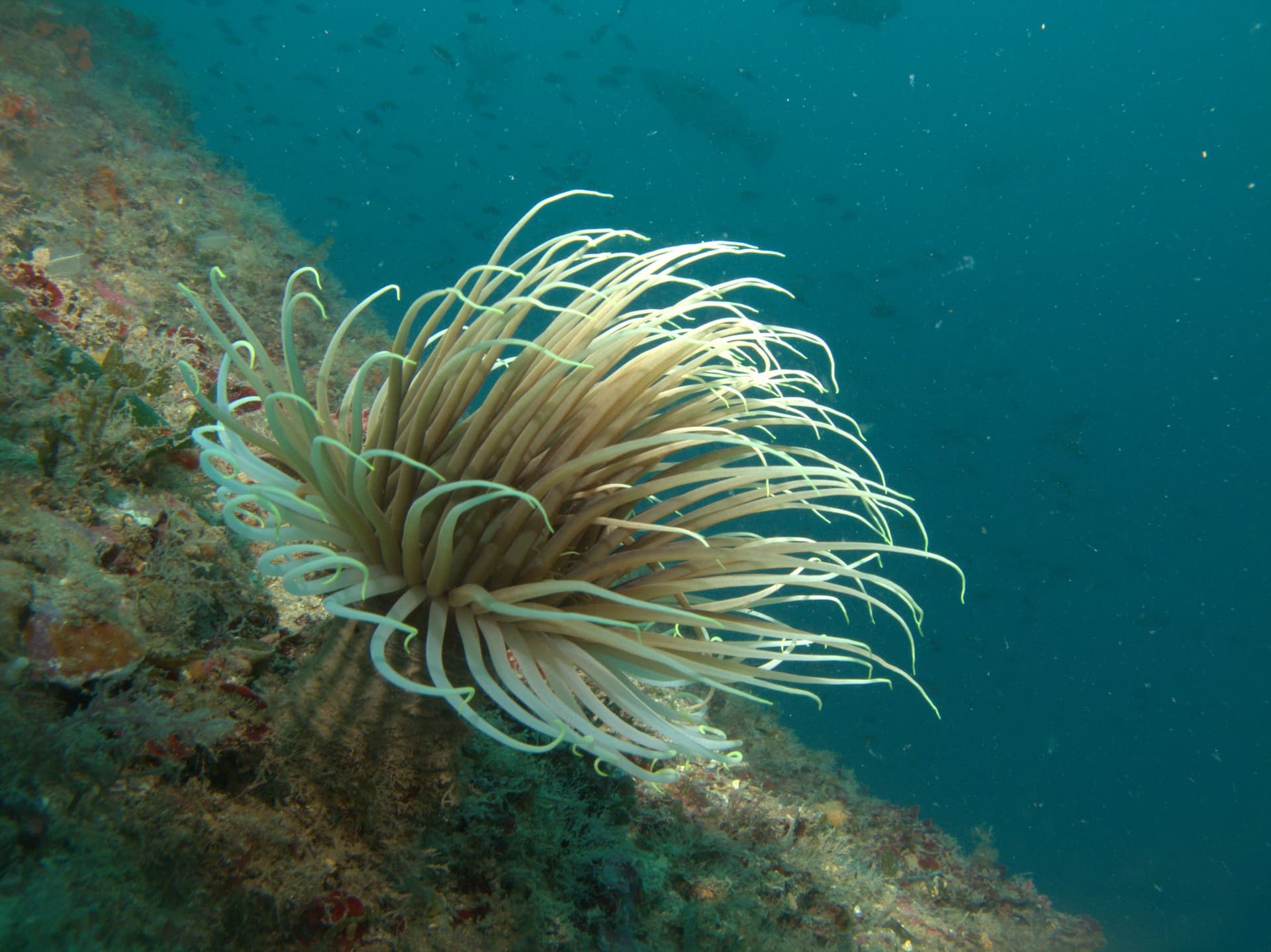 Snakelocks anemone