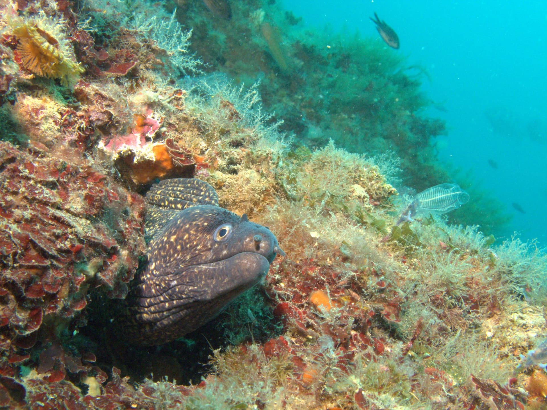 Mediterranean moray eel