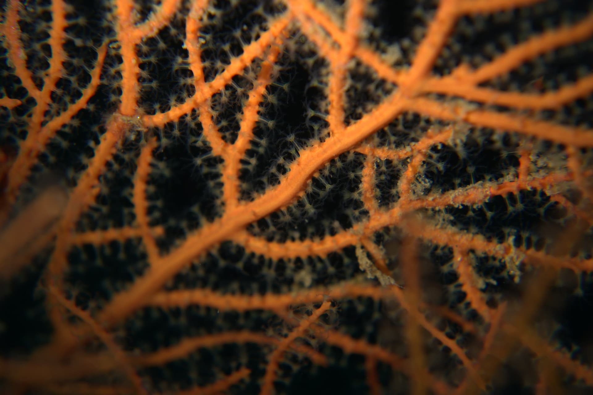 Orange gorgonian