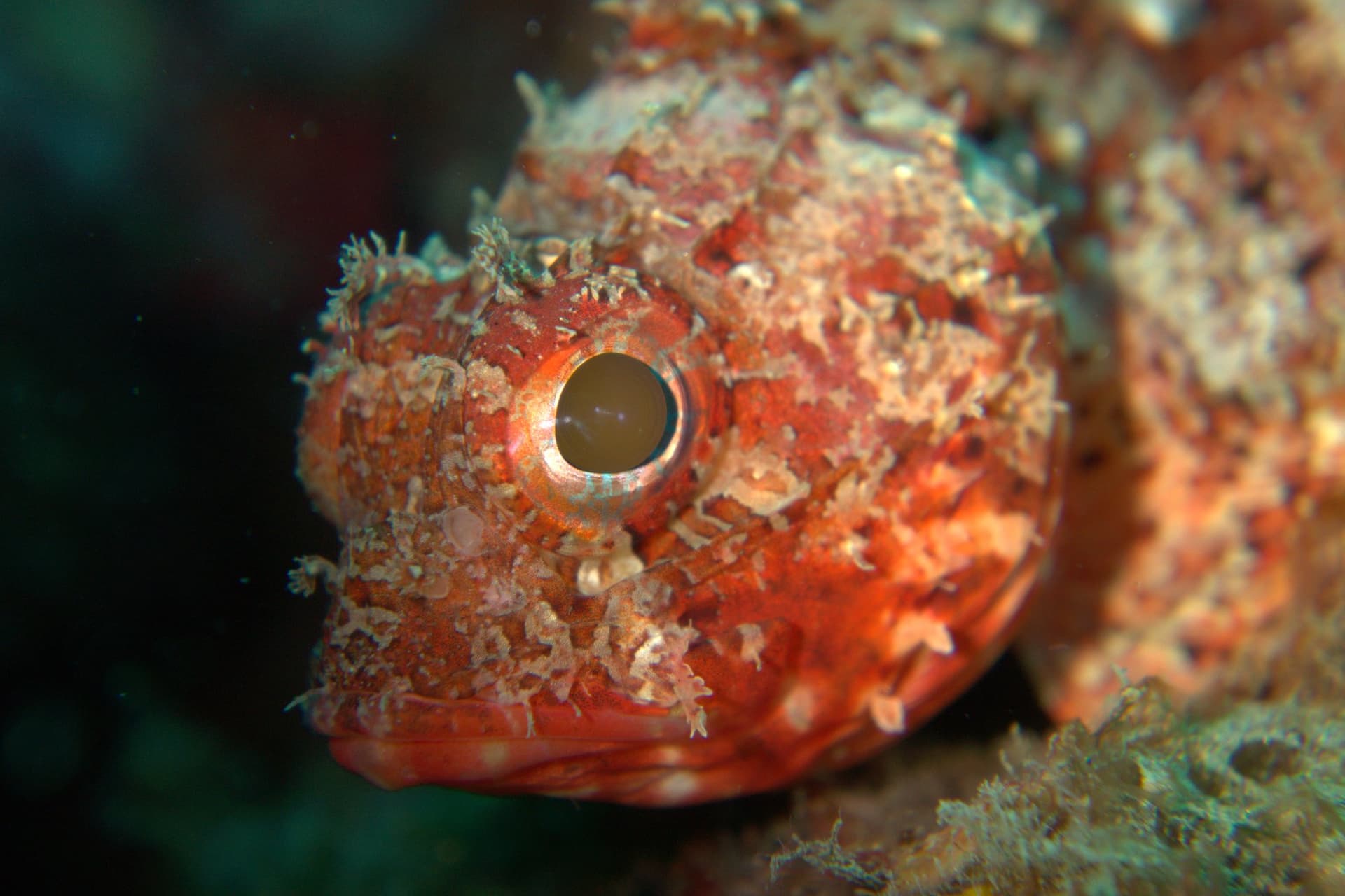 Small red scorpionfish