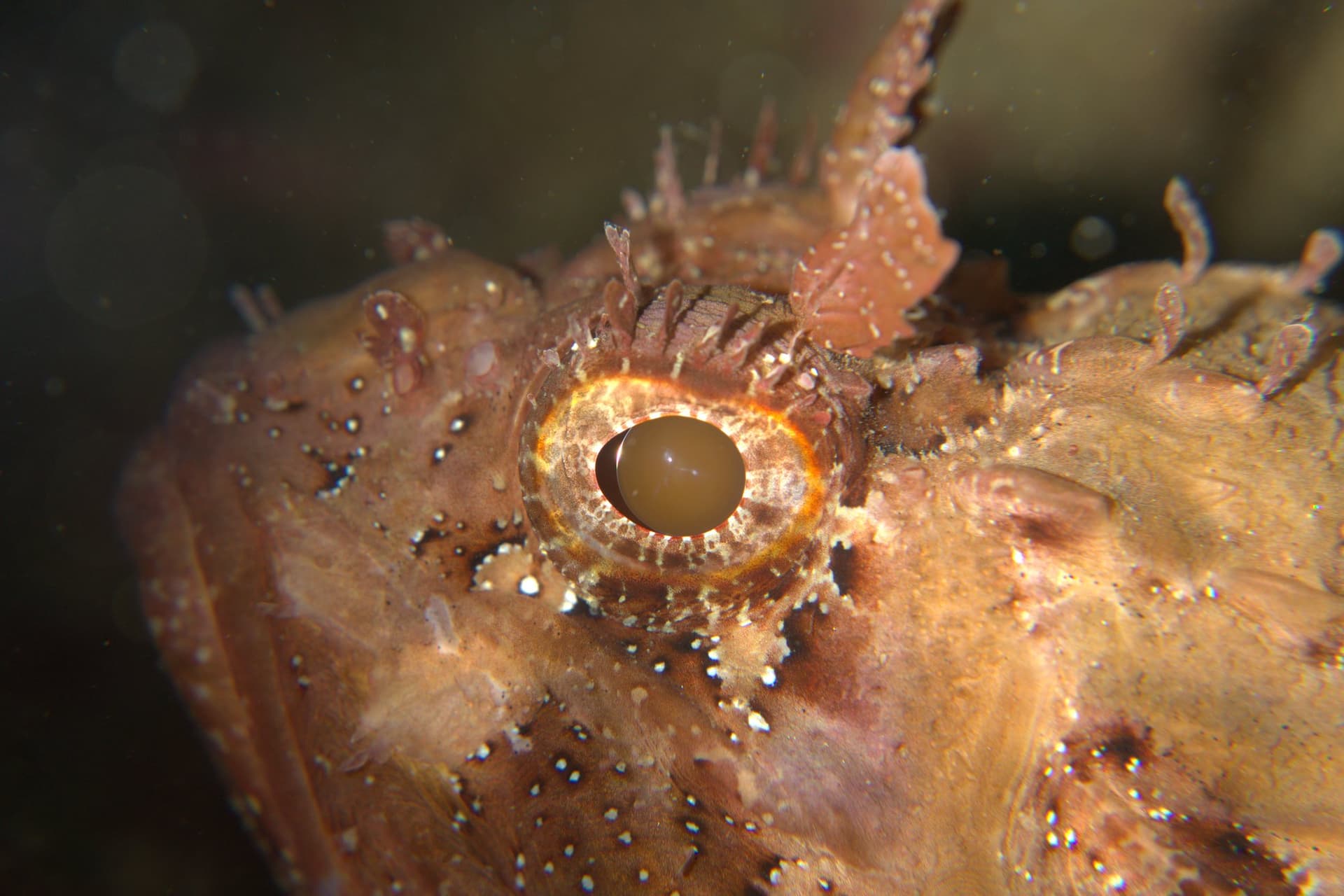 Black scorpionfish