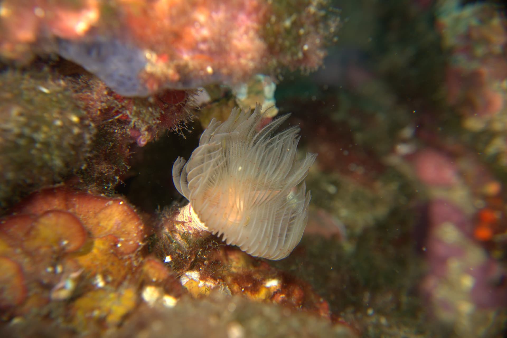Red tube worm