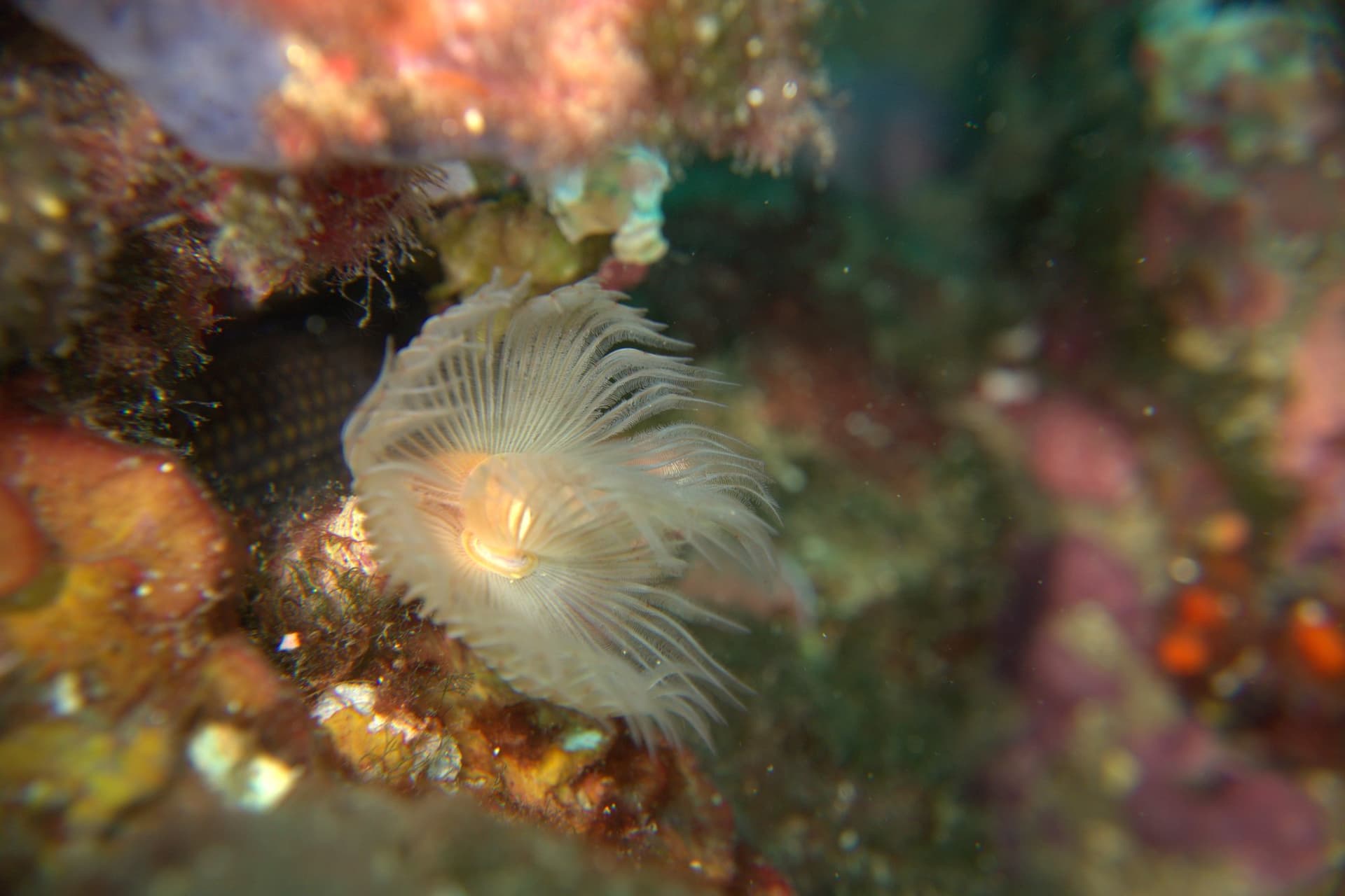Red tube worm