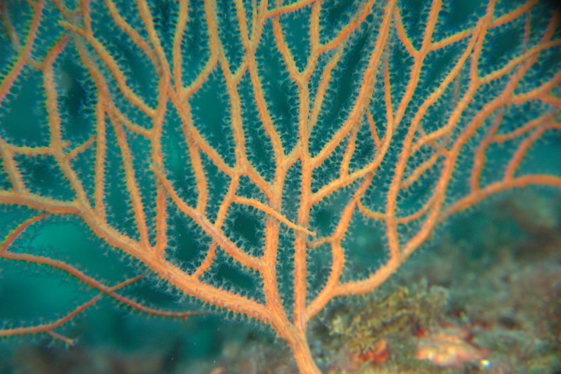 Orange gorgonian