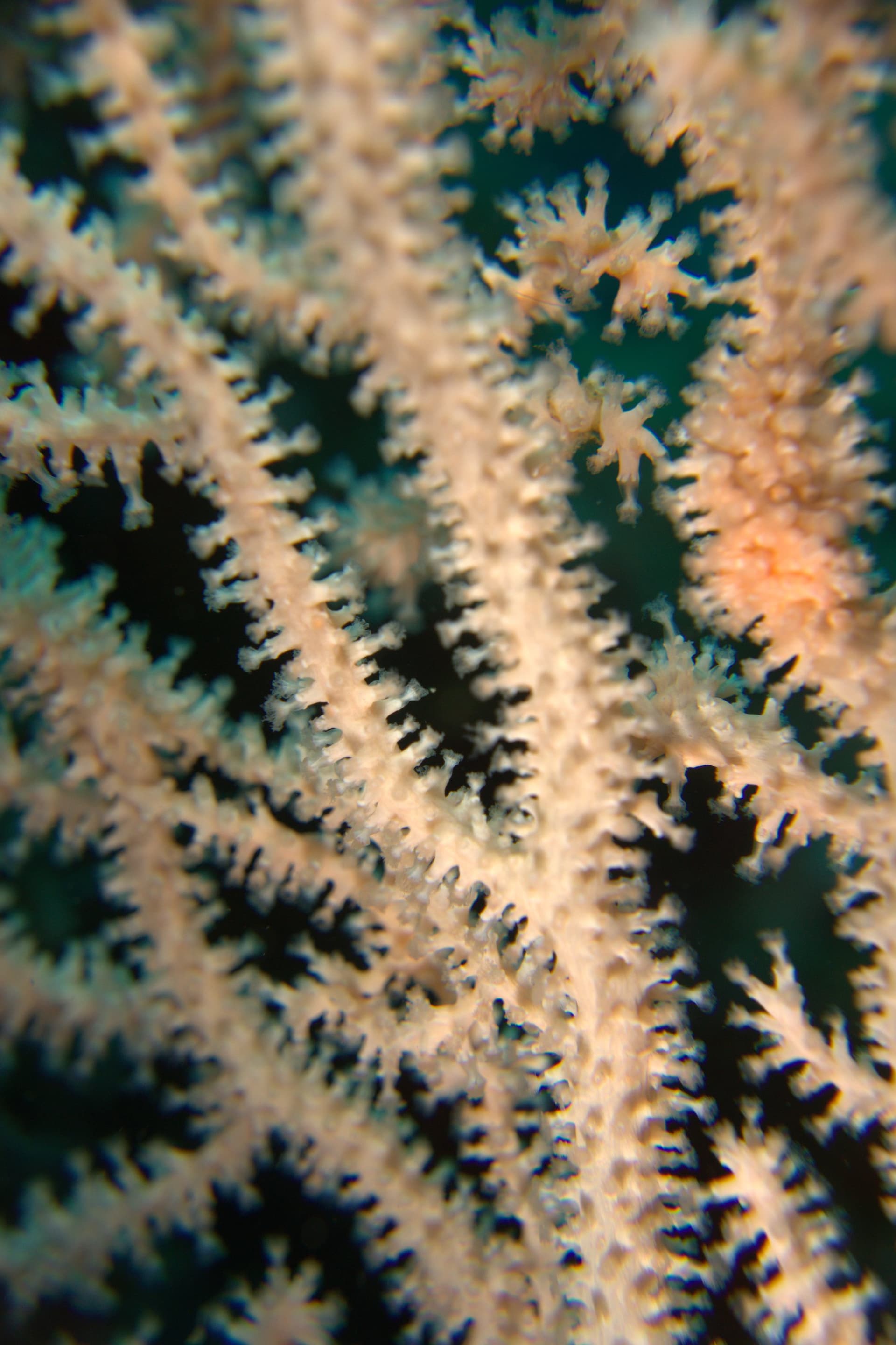 Broad Sea Fan; Pink Sea Fan