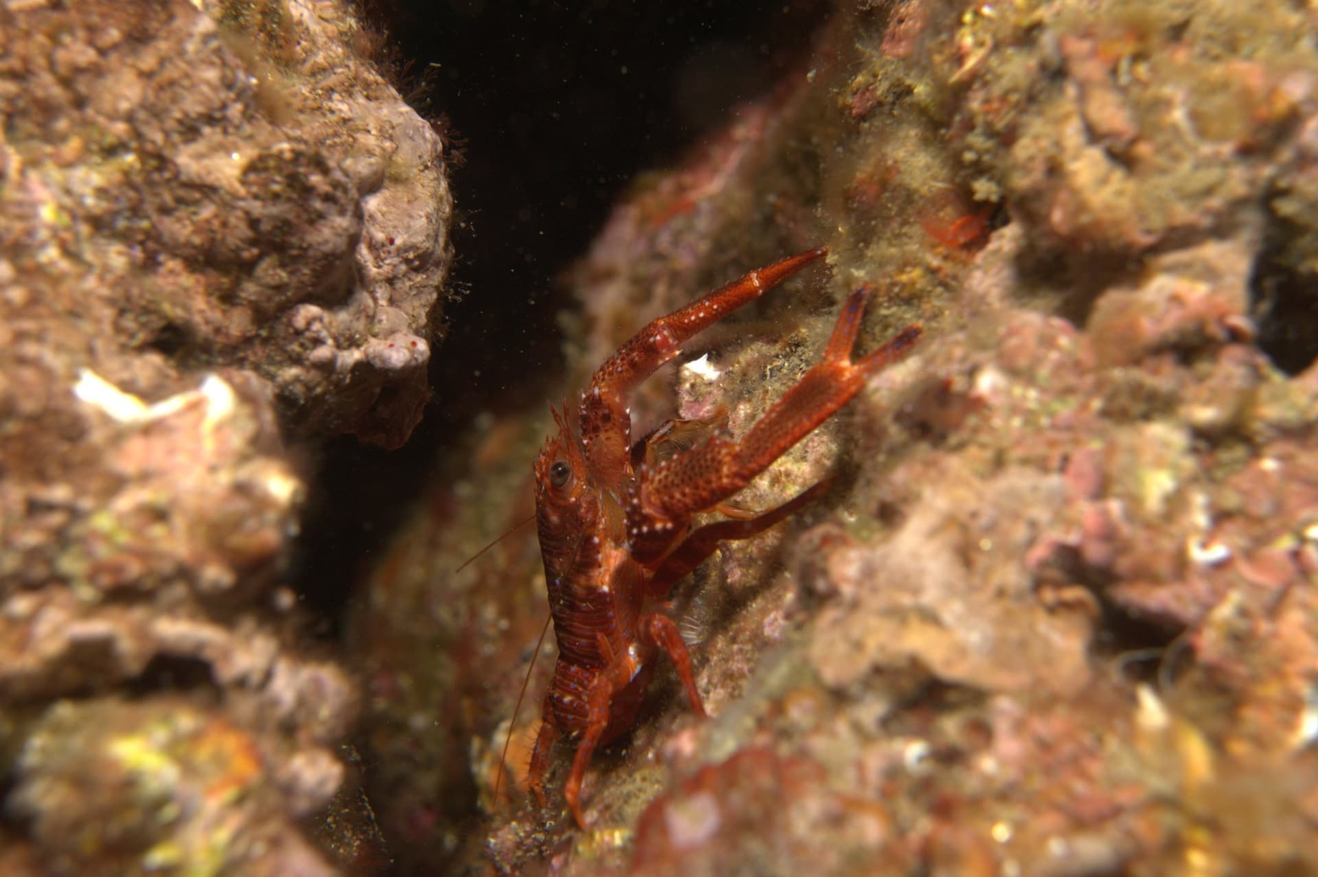 Crab