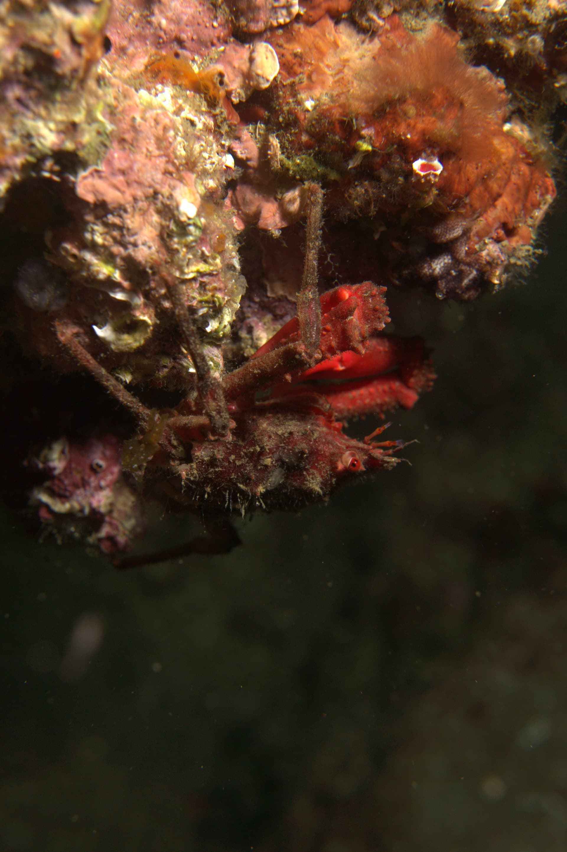 Crab