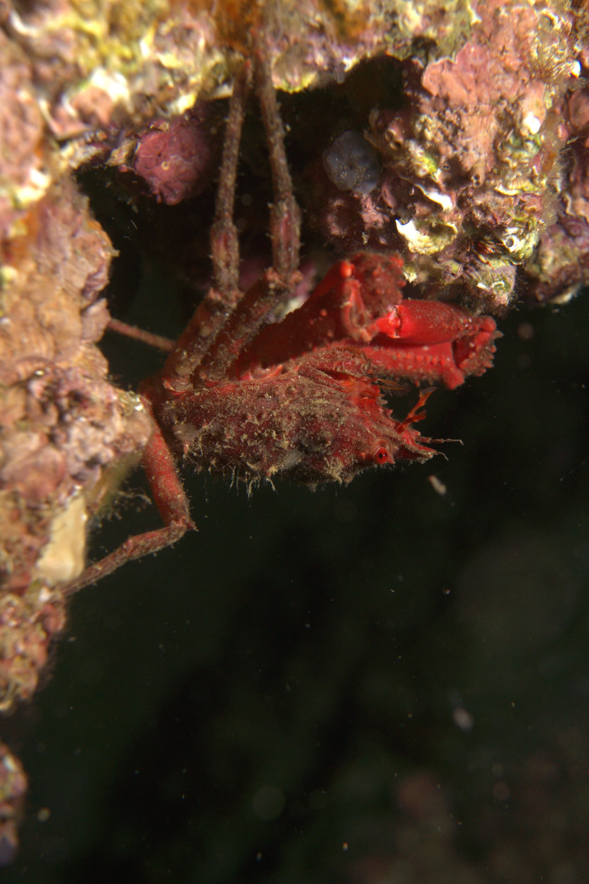 Crab