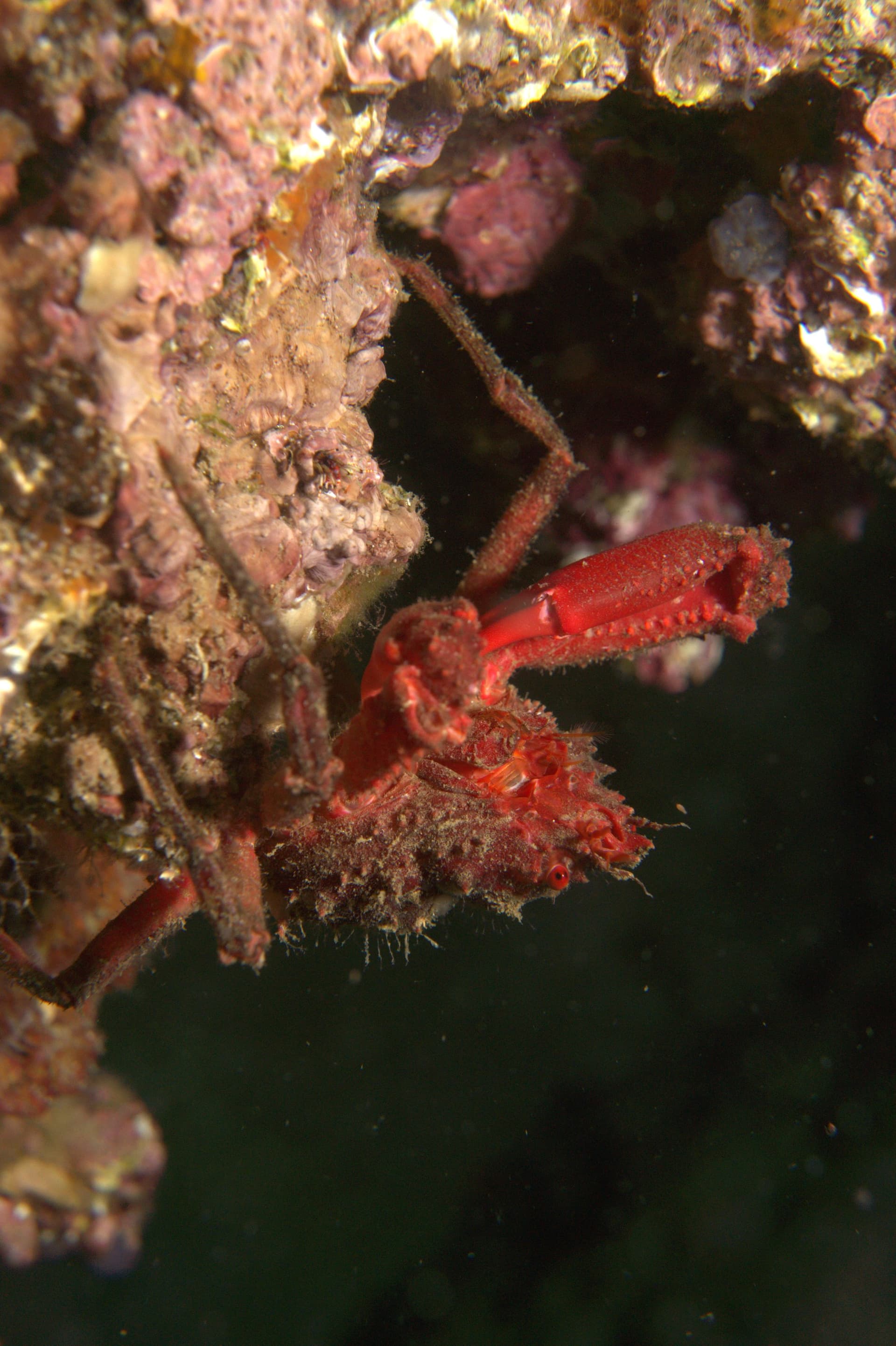 Crab
