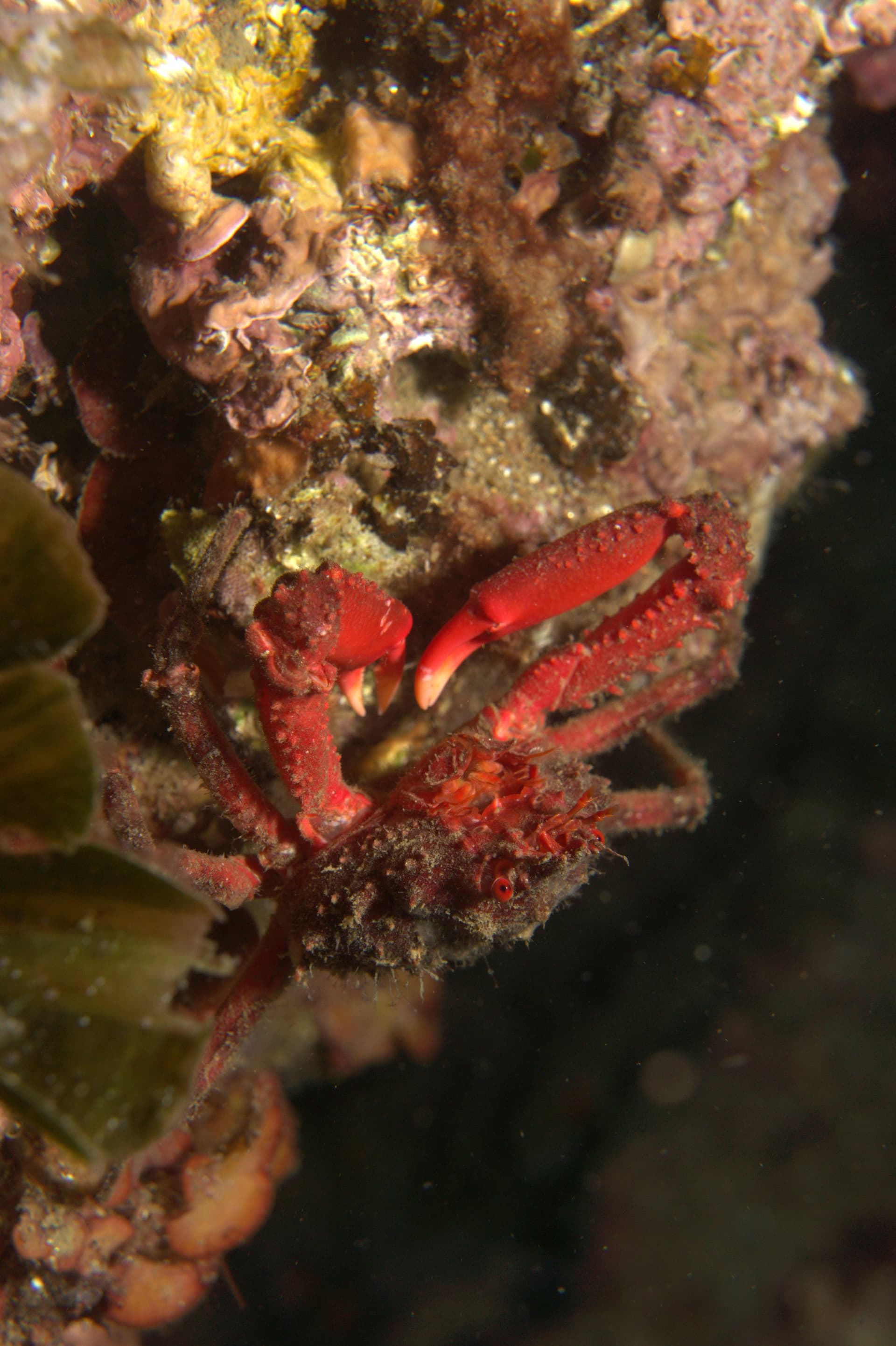 Crab
