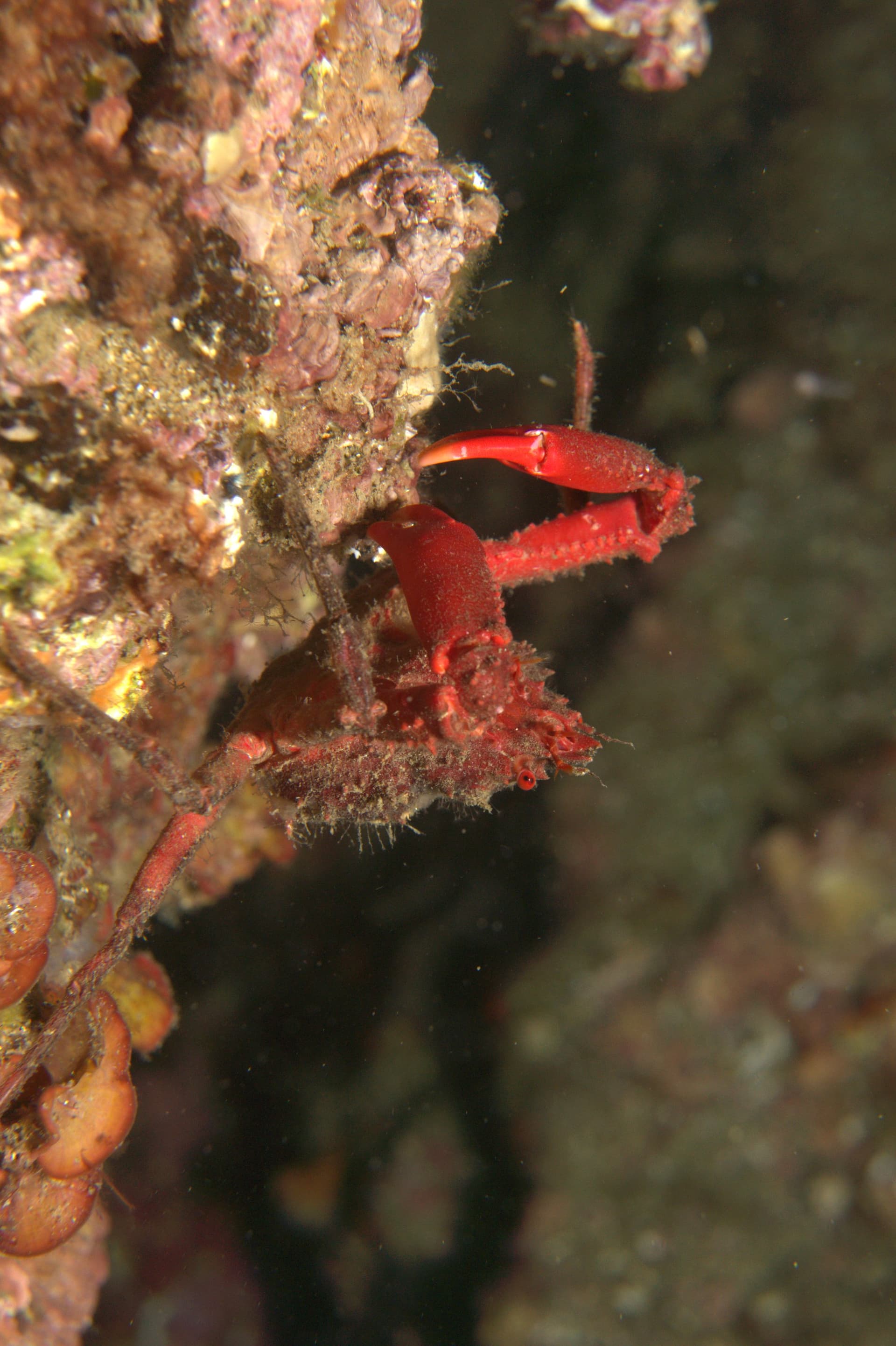 Crab